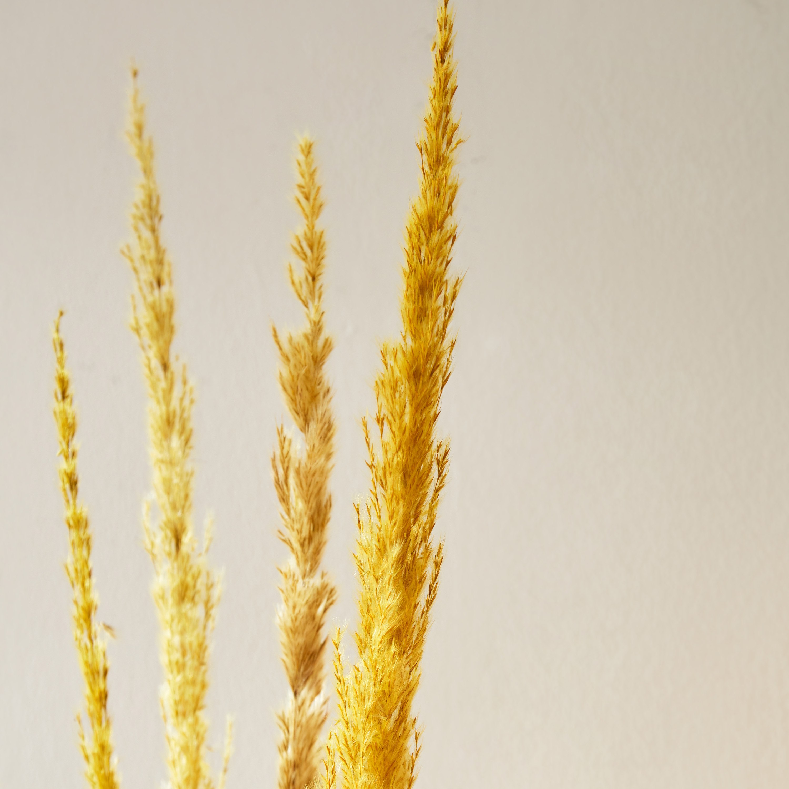 بامباس مجفف من أروين - طقم من 5 قطع-hbxdecorandfurnishings-homeaccessories-artificialflowersandplants-image-2