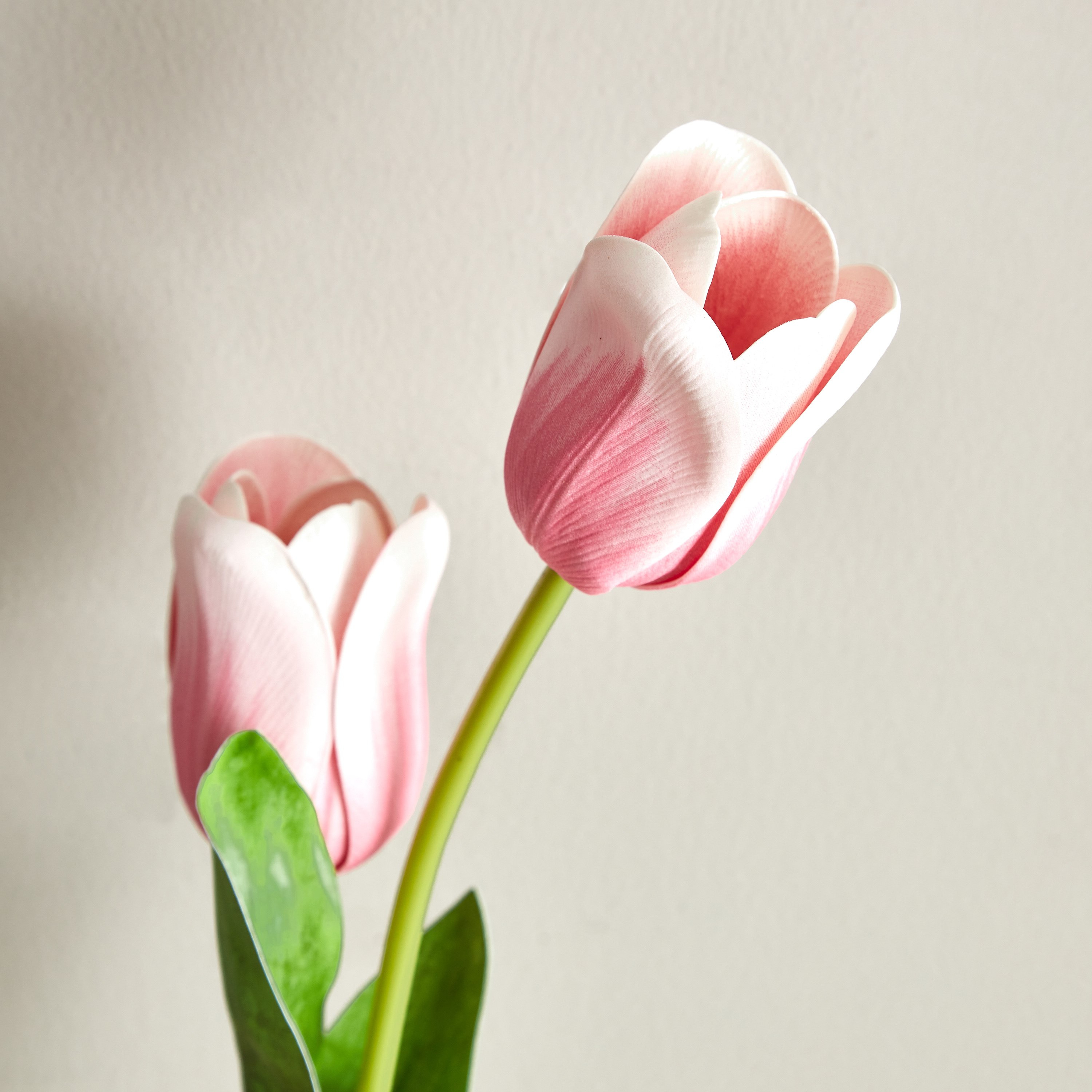 جذع زهرة تيوليب برأسين من آريا - 72 سم-hbxdecorandfurnishings-homeaccessories-artificialflowersandplants-image-3