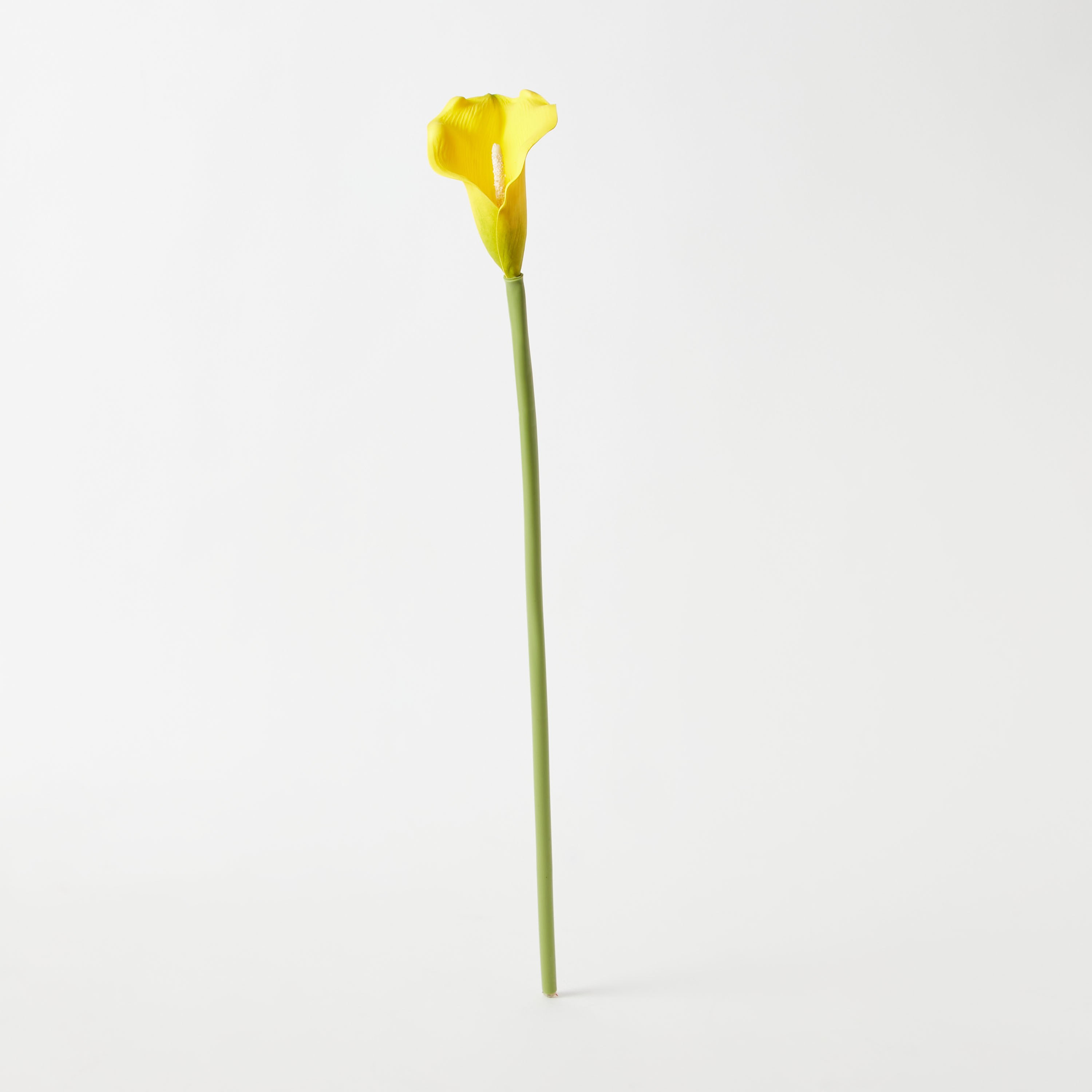 جذع زهرة كالا لي لي من آريا - 72 سم-hbxdecorandfurnishings-homeaccessories-artificialflowersandplants-image-5