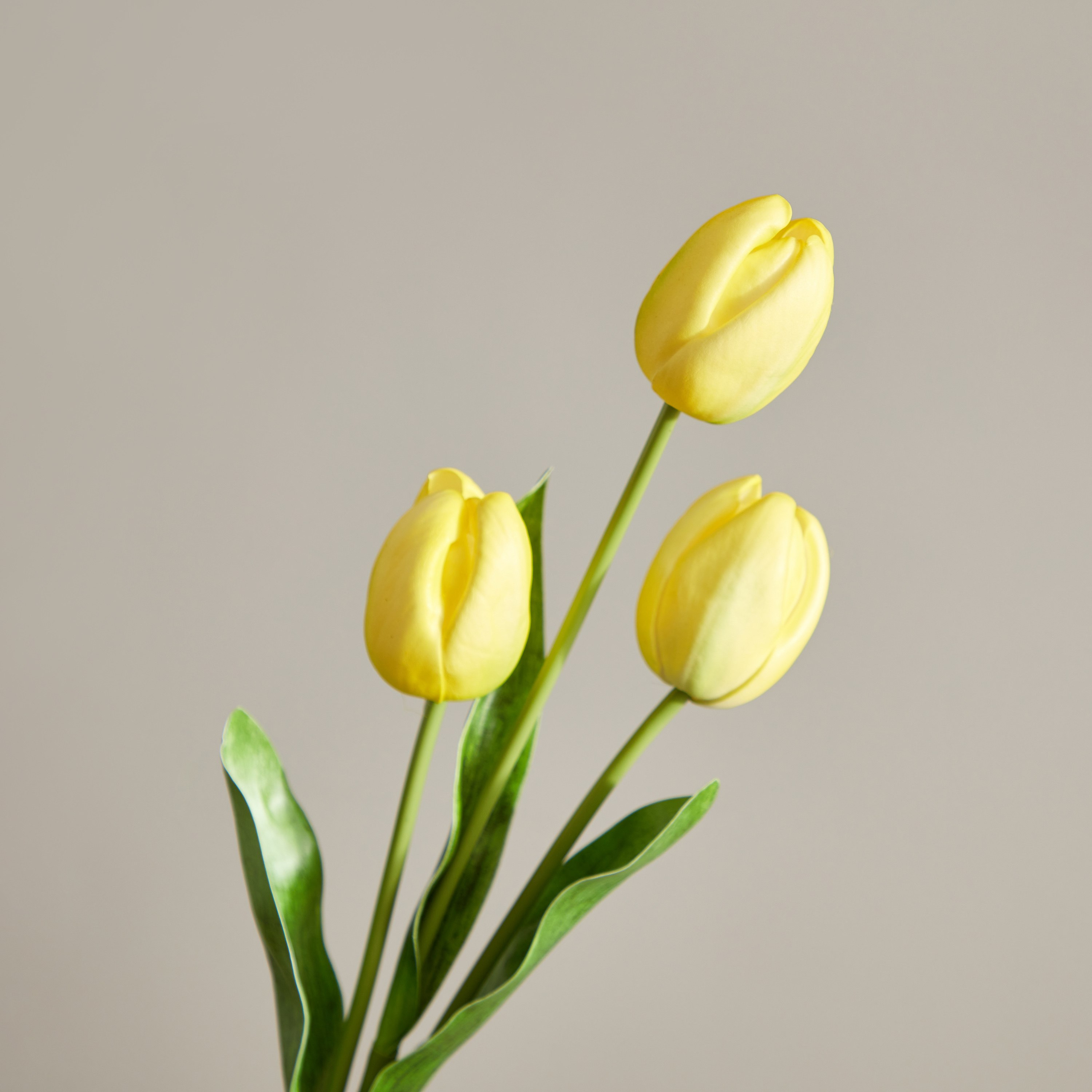 غصن زهرة التوليب بـ3 رؤوس من إيفلين - 55 سم-hbxdecorandfurnishings-homeaccessories-artificialflowersandplants-image-3
