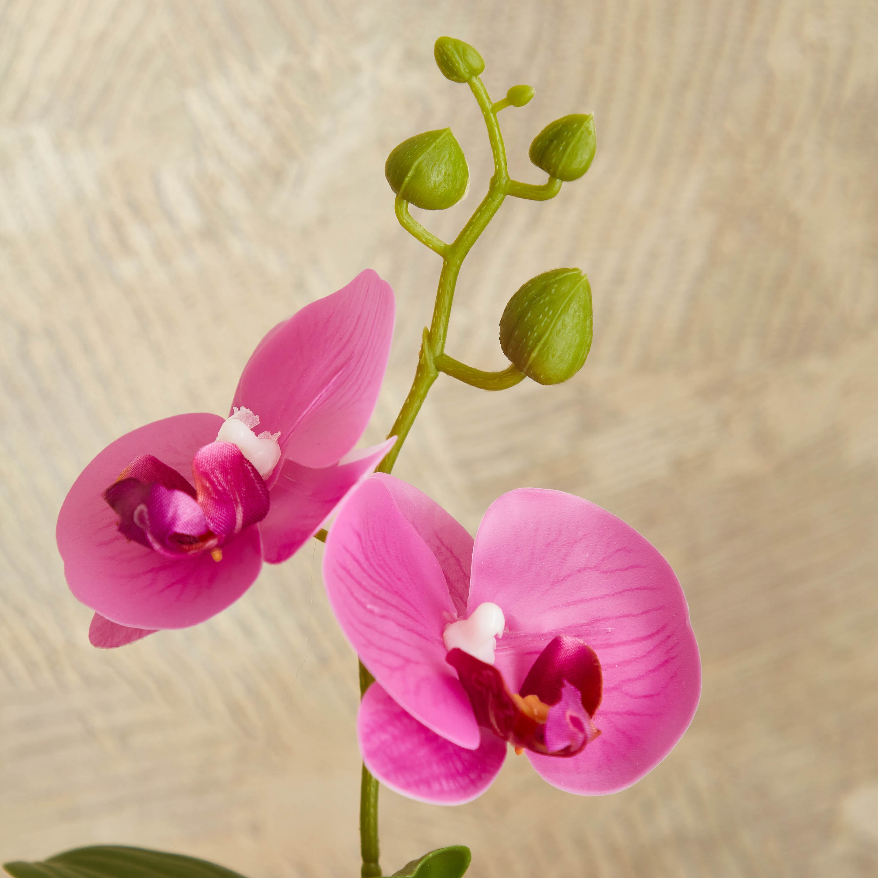 نبات أوركيد أرجواني في إناء زرع سيراميك من إيدنيك - 25 سم-hbxdecorandfurnishings-homeaccessories-artificialflowersandplants-image-2