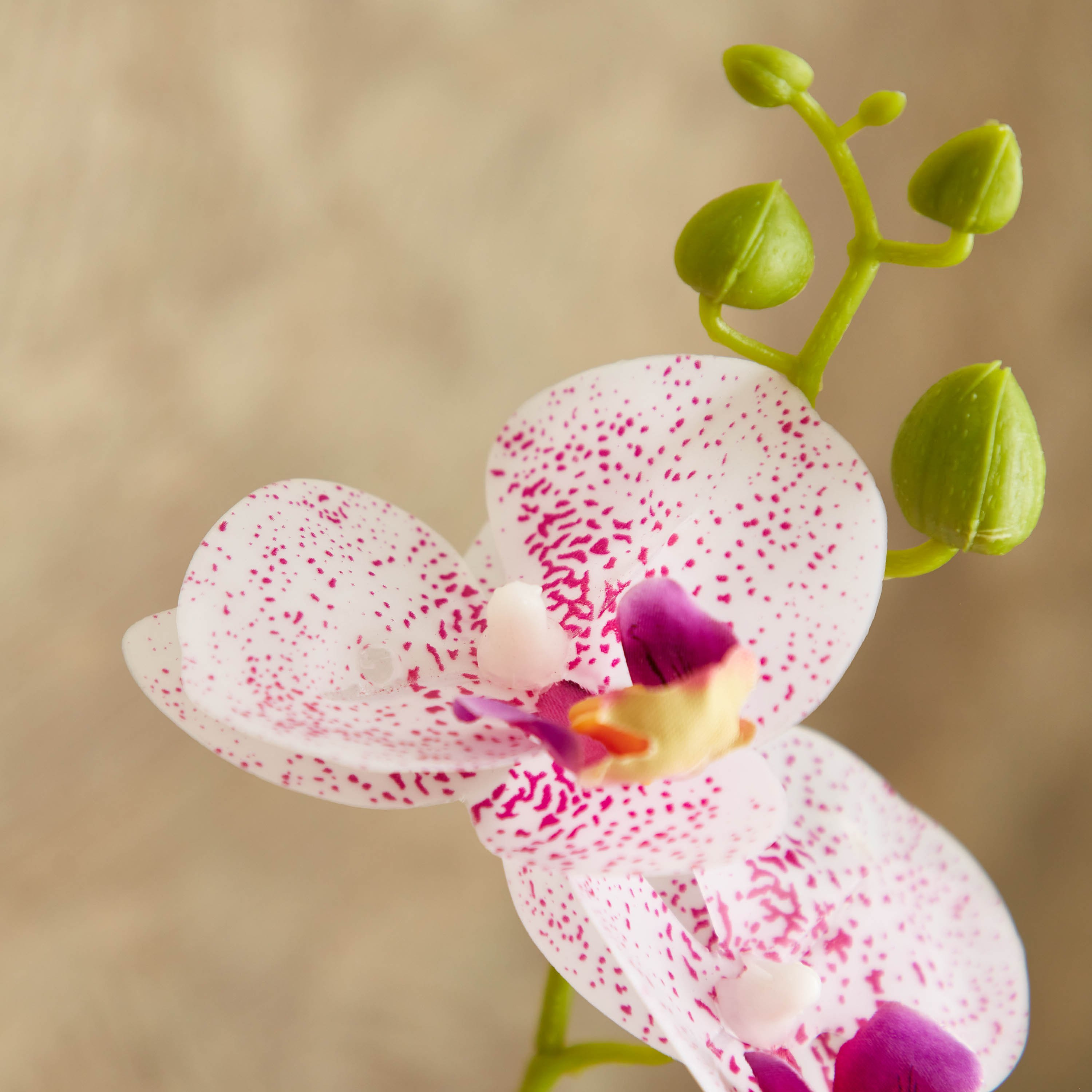 نبات أوركيد في إناء سيراميك من إيدنيك - 25 سم-hbxdecorandfurnishings-homeaccessories-artificialflowersandplants-image-2