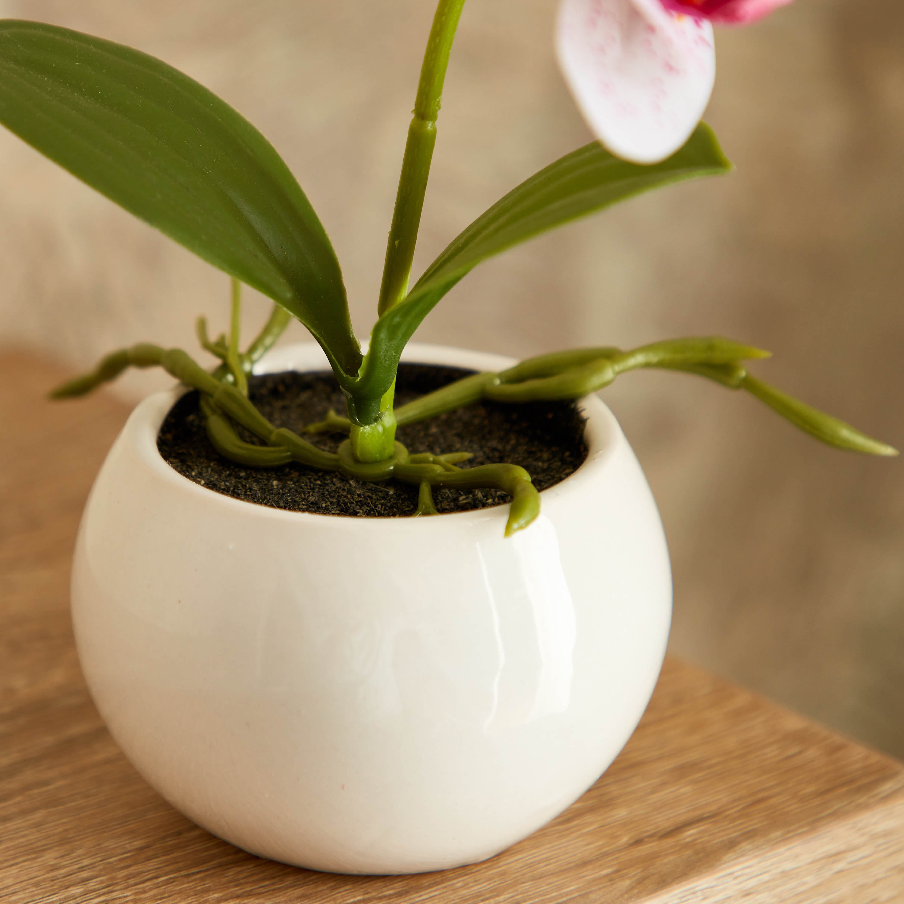 نبات أوركيد في إناء سيراميك من إيدنيك - 25 سم-hbxdecorandfurnishings-homeaccessories-artificialflowersandplants-image-3