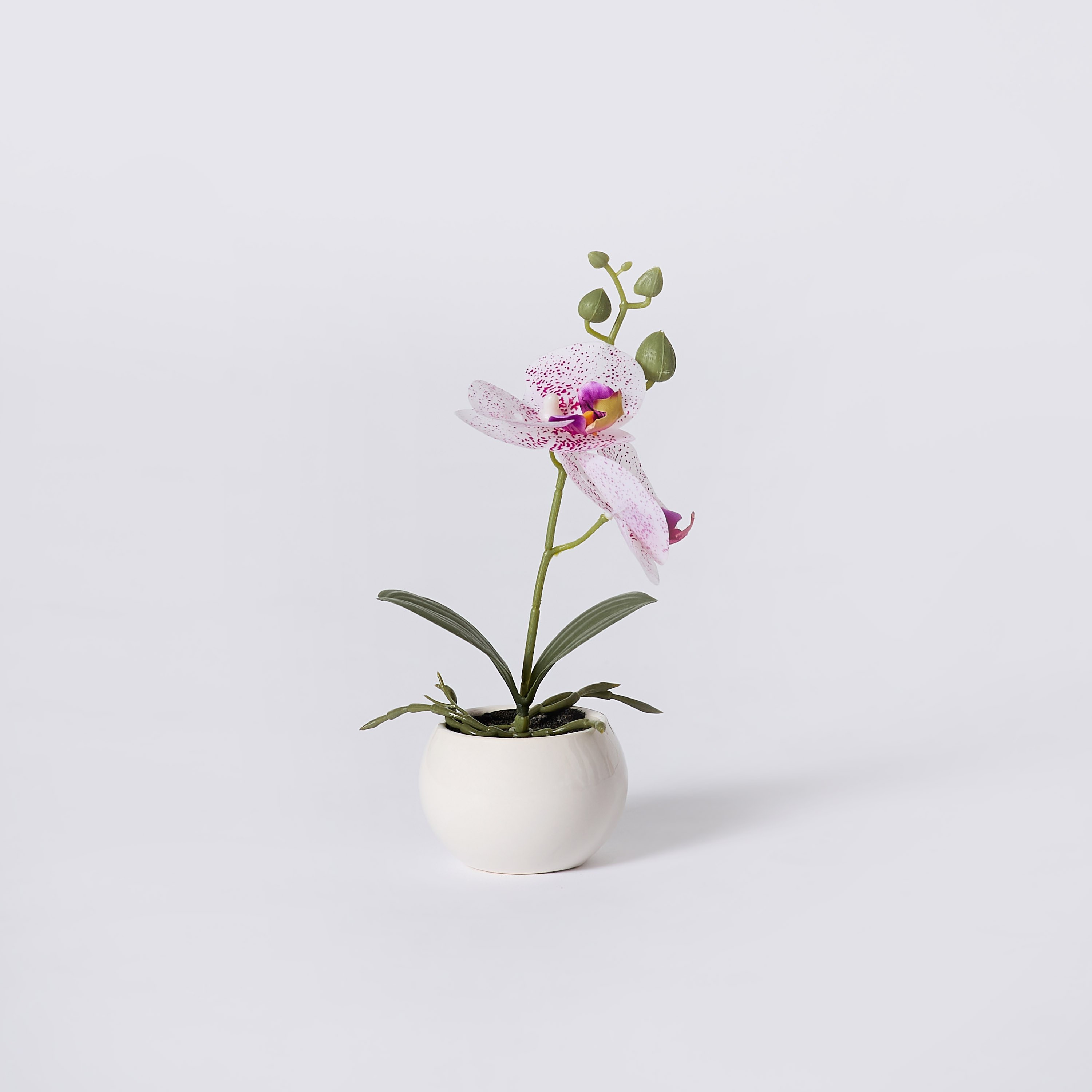 نبات أوركيد في إناء سيراميك من إيدنيك - 25 سم-hbxdecorandfurnishings-homeaccessories-artificialflowersandplants-image-5