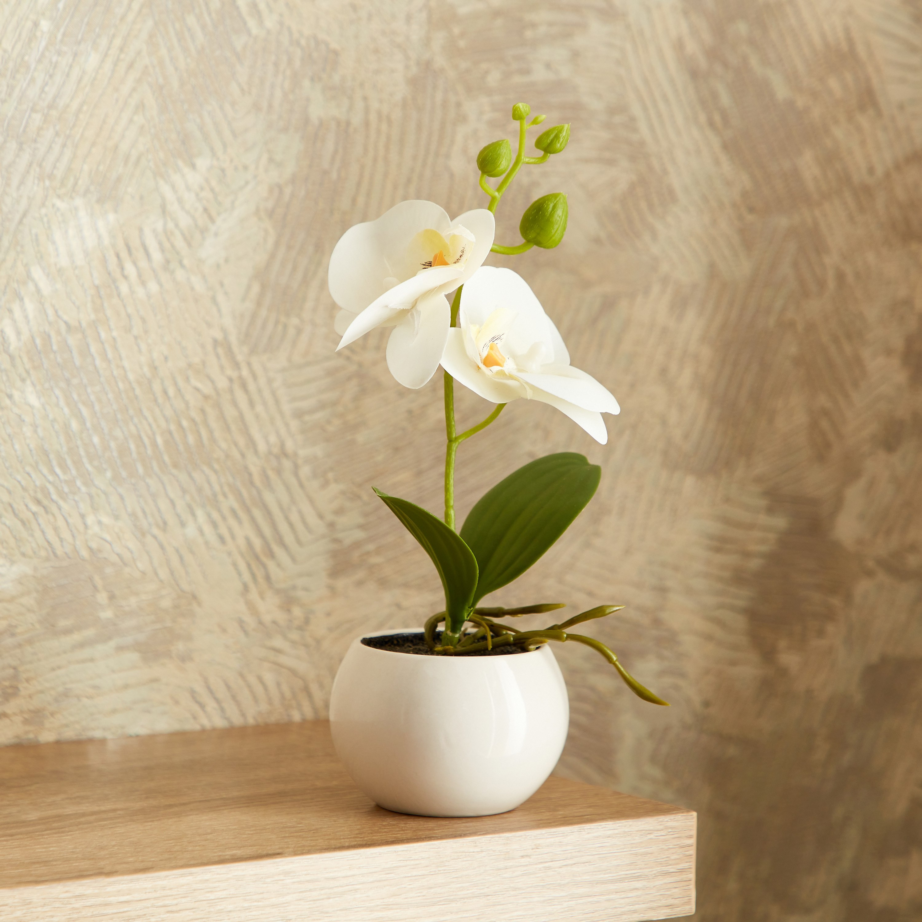 نبات أوركيد عاجي في إناء زرع سيراميك من إيدنيك - 25 سم-hbxdecorandfurnishings-homeaccessories-artificialflowersandplants-image-1