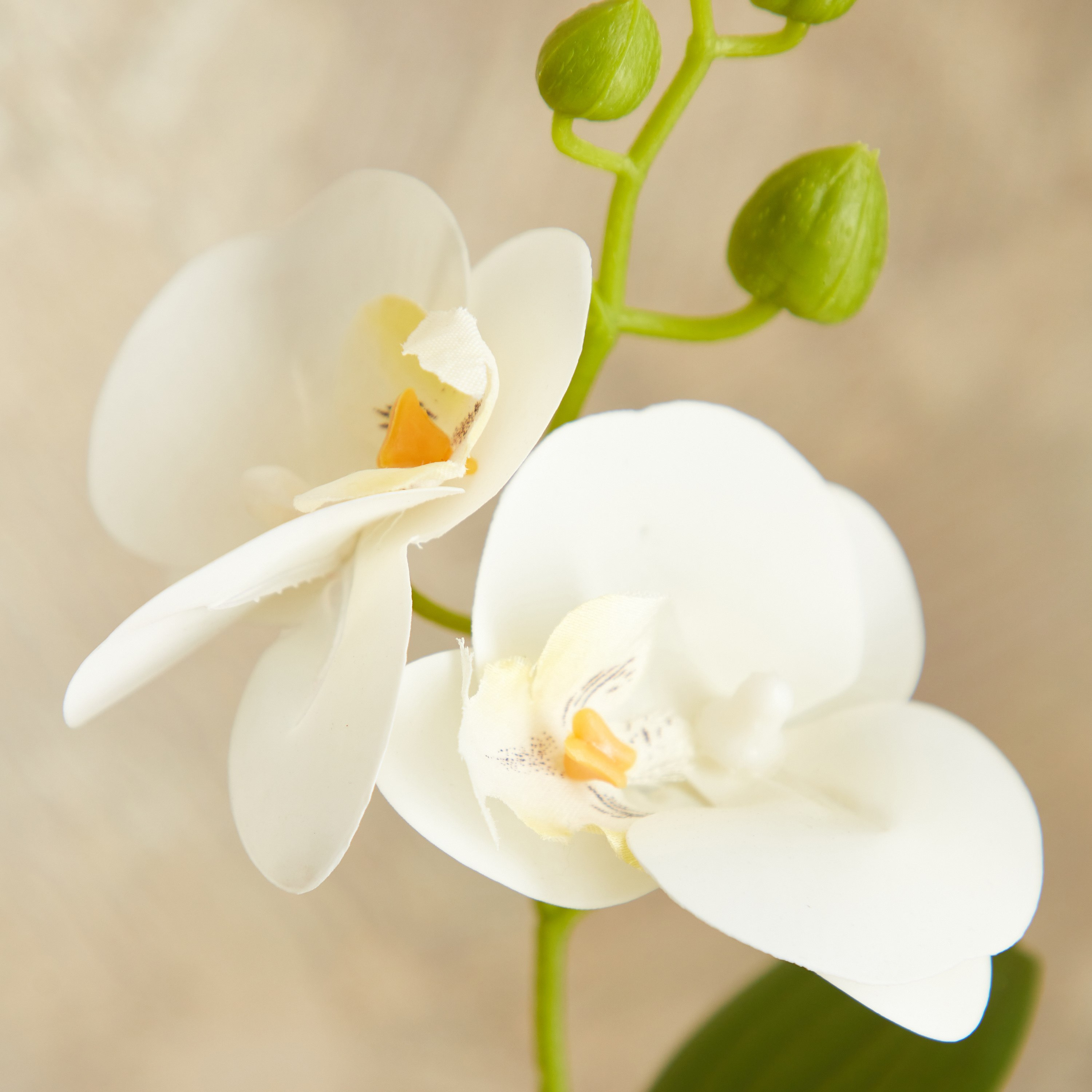 نبات أوركيد عاجي في إناء زرع سيراميك من إيدنيك - 25 سم-hbxdecorandfurnishings-homeaccessories-artificialflowersandplants-image-2