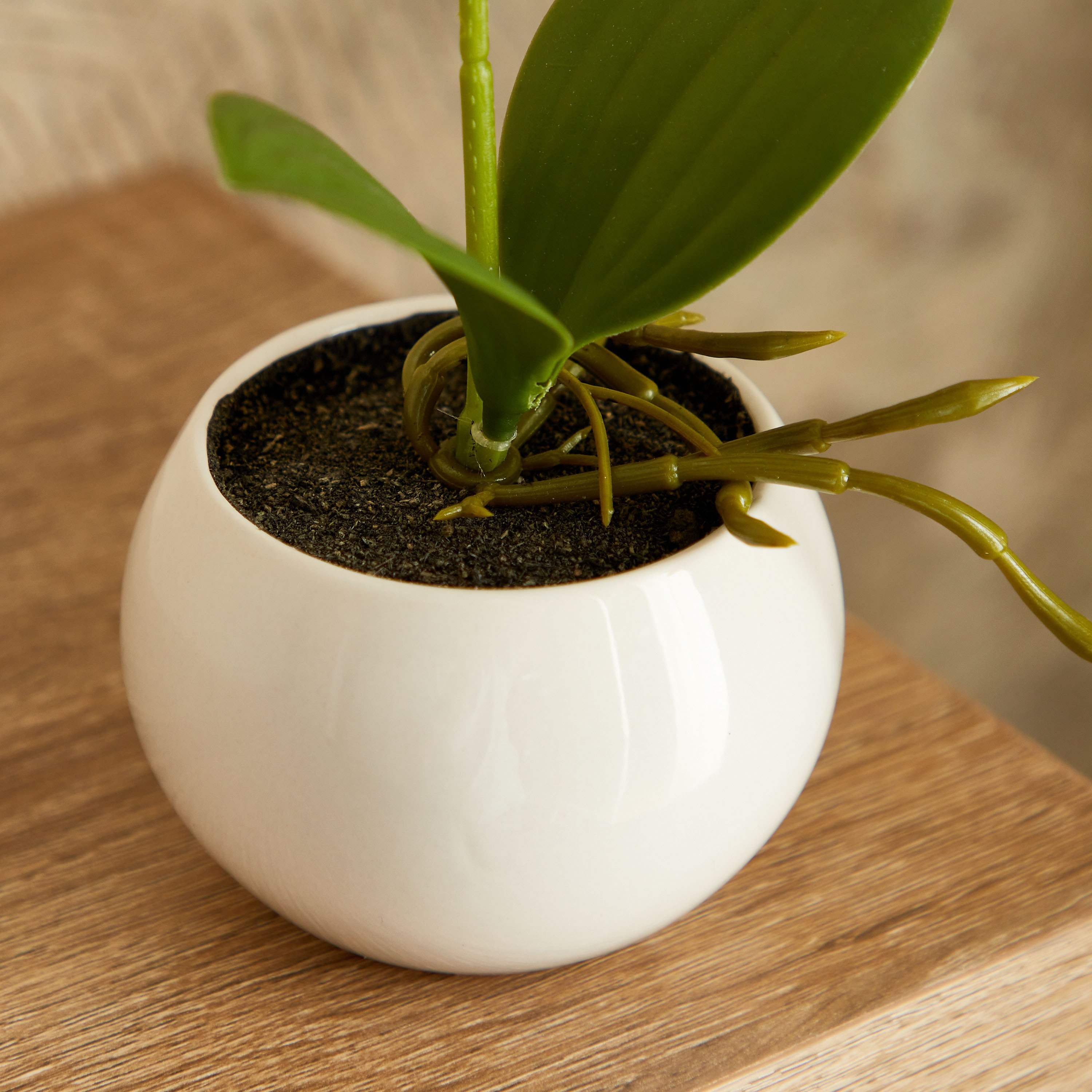 نبات أوركيد عاجي في إناء زرع سيراميك من إيدنيك - 25 سم-hbxdecorandfurnishings-homeaccessories-artificialflowersandplants-image-3