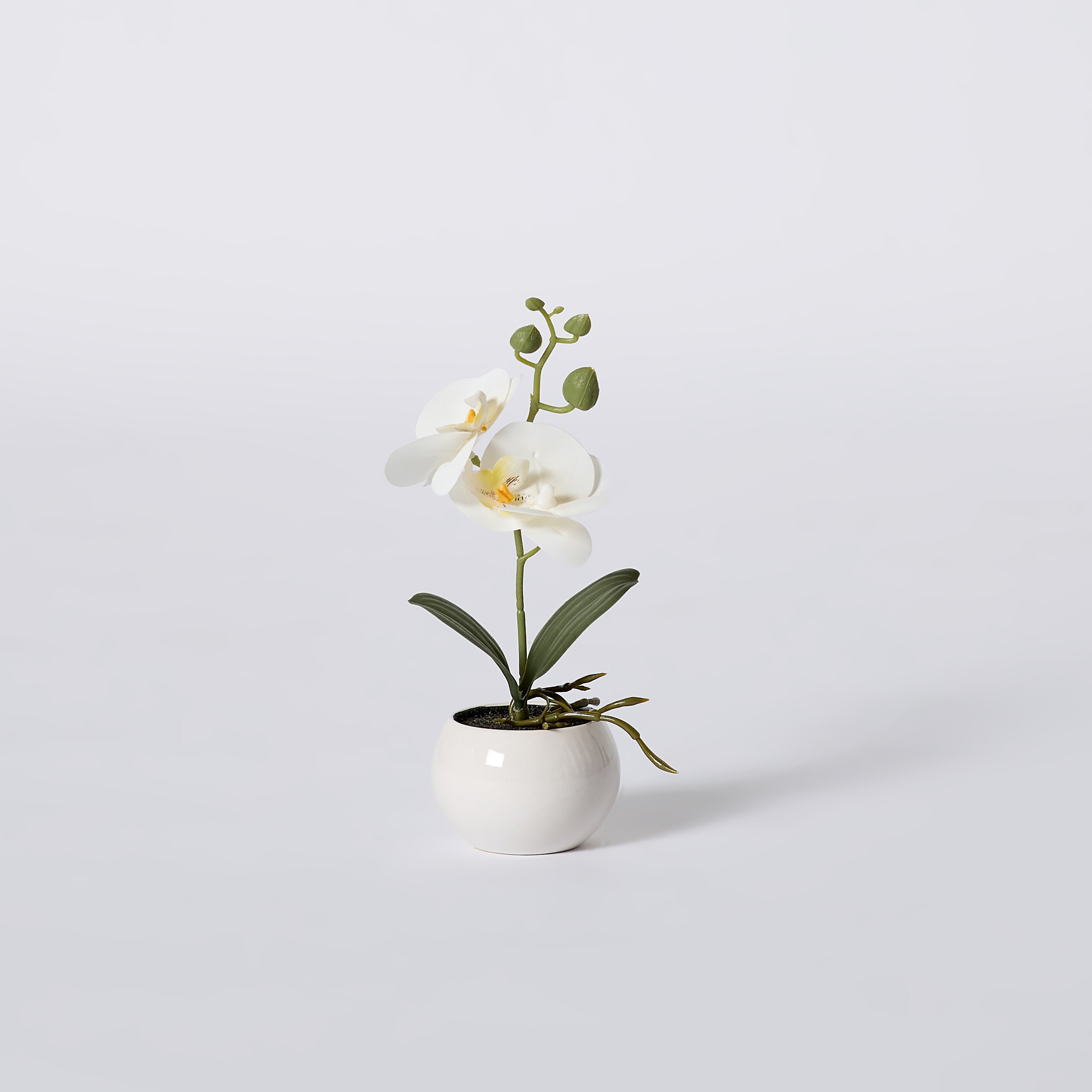 نبات أوركيد عاجي في إناء زرع سيراميك من إيدنيك - 25 سم-hbxdecorandfurnishings-homeaccessories-artificialflowersandplants-image-5
