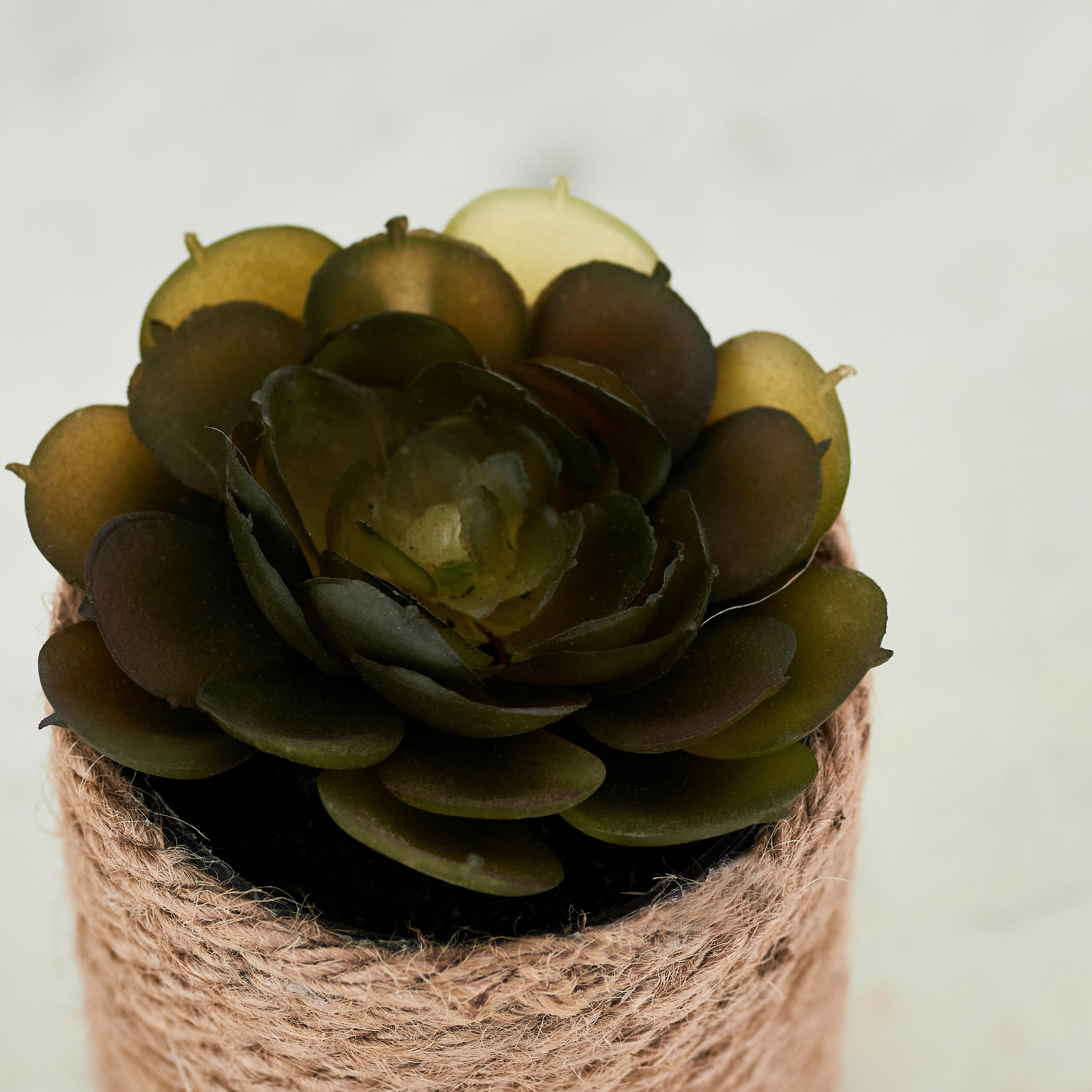 نبات عصاري صغير مع إناء زرع جوت من إيدينك - 10 سم-hbxdecorandfurnishings-homeaccessories-artificialflowersandplants-image-2