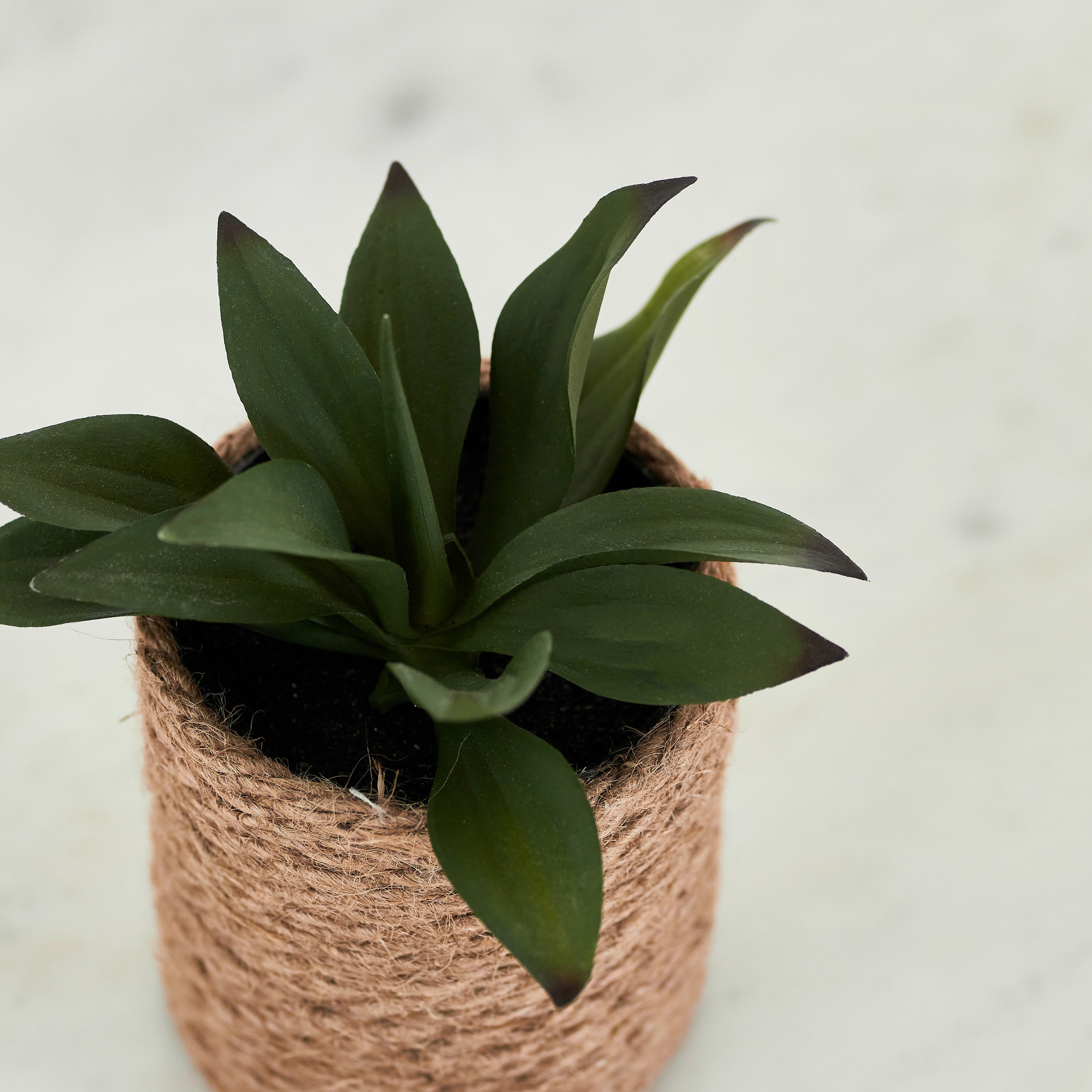 نبات عصاري صغير مع إناء زرع جوت من إيدينك - 14 سم-hbxdecorandfurnishings-homeaccessories-artificialflowersandplants-image-2