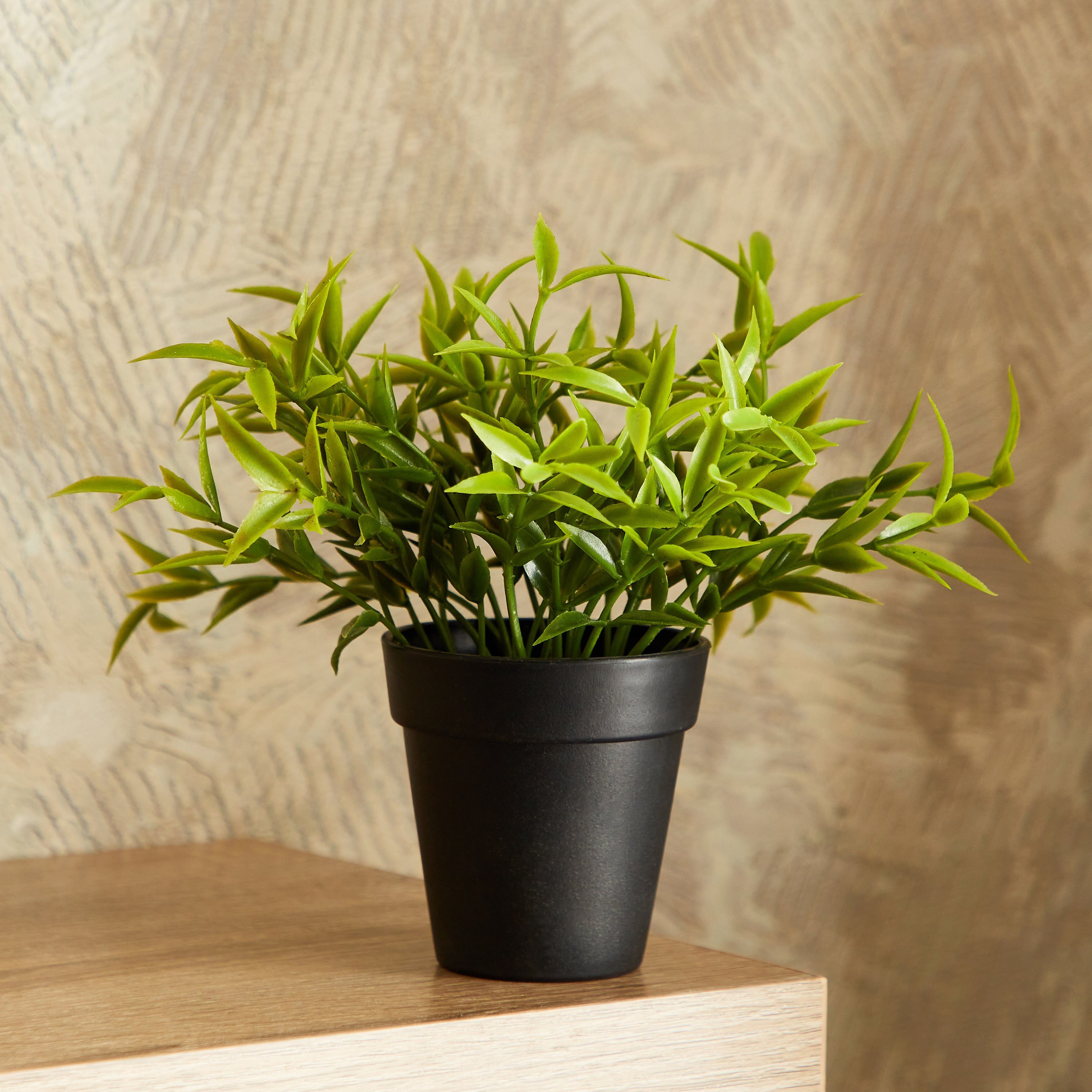 نبات صغير في وعاء بلاستيك من إيدينك - 15 سم-hbxdecorandfurnishings-homeaccessories-artificialflowersandplants-image-1