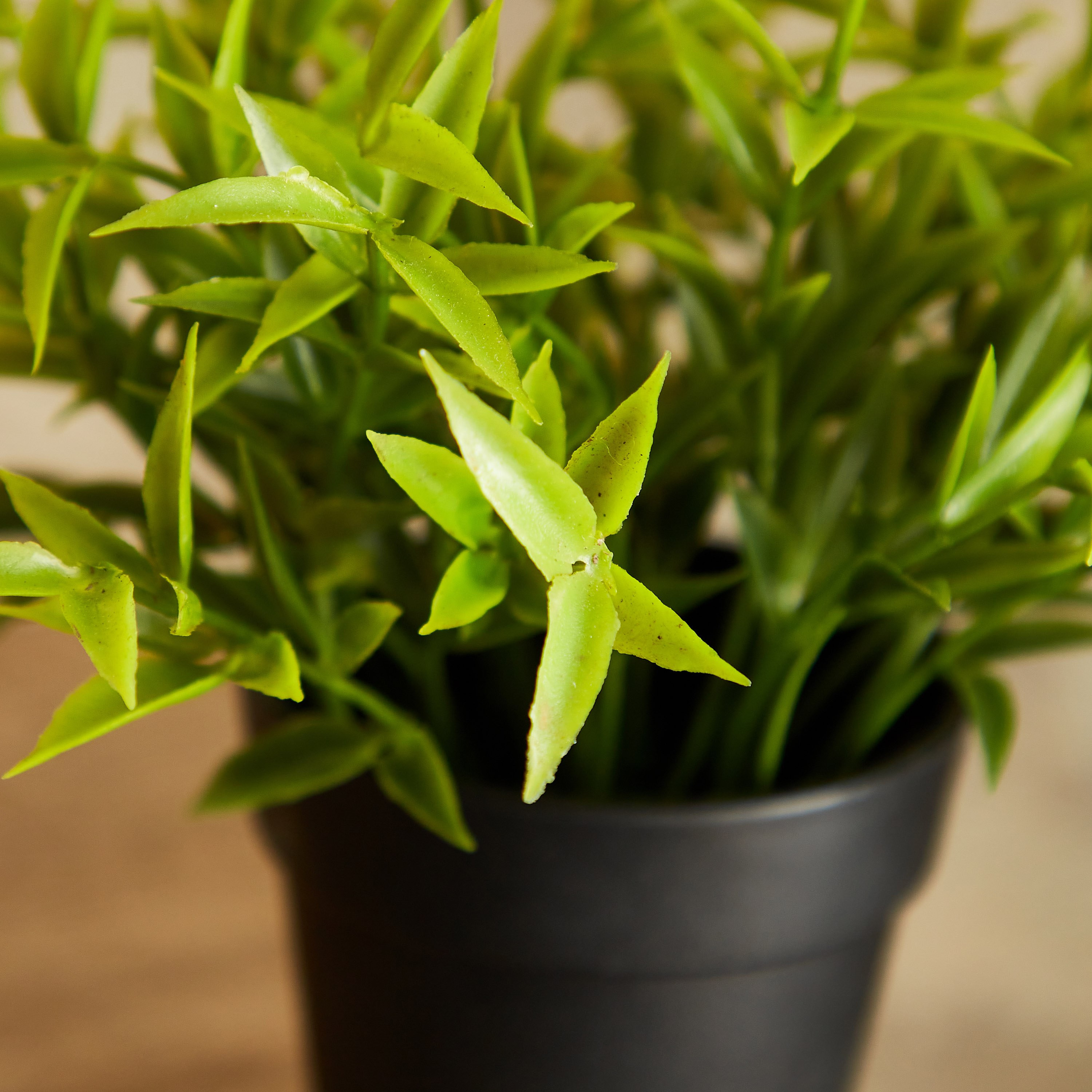 نبات صغير في وعاء بلاستيك من إيدينك - 15 سم-hbxdecorandfurnishings-homeaccessories-artificialflowersandplants-image-2