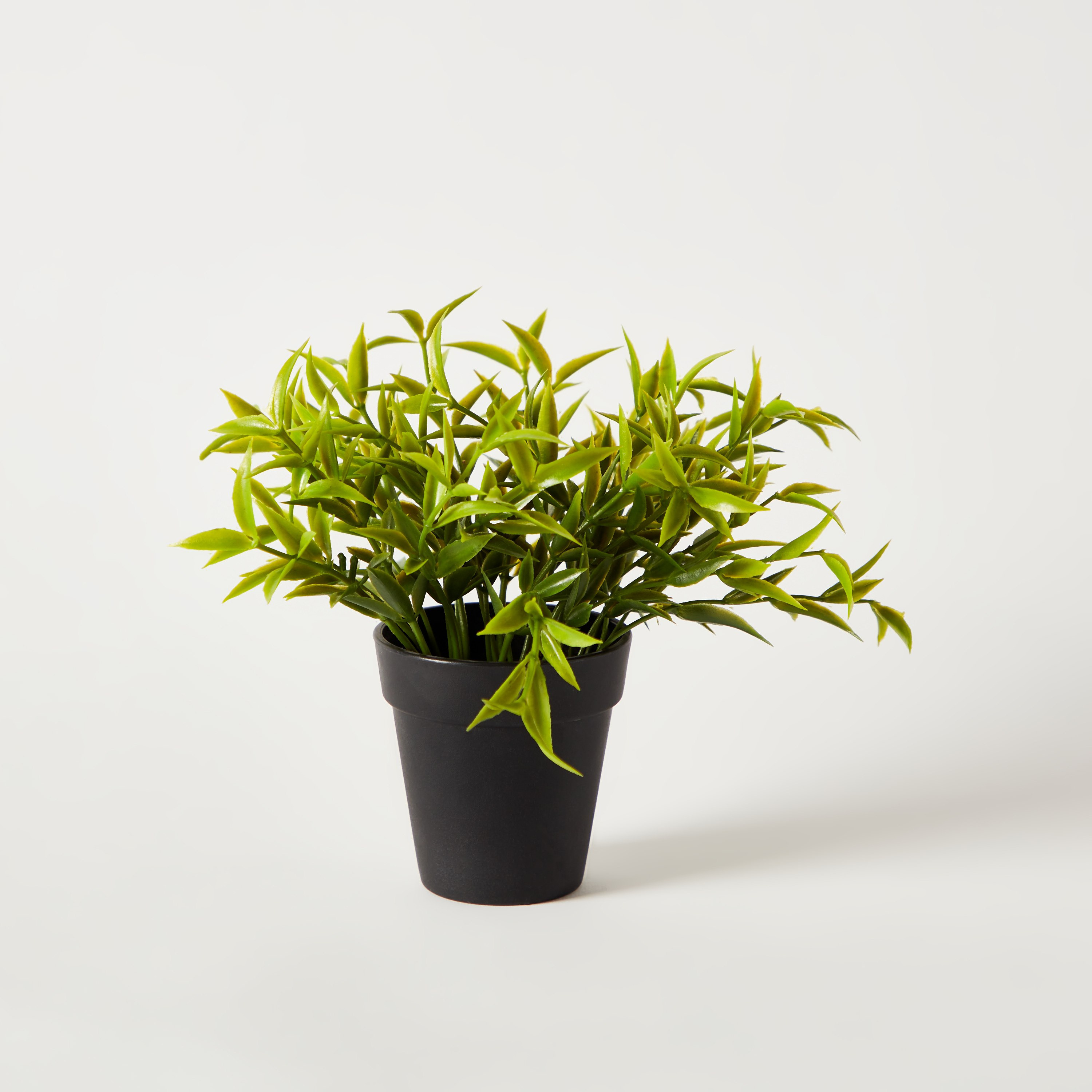 نبات صغير في وعاء بلاستيك من إيدينك - 15 سم-hbxdecorandfurnishings-homeaccessories-artificialflowersandplants-image-5