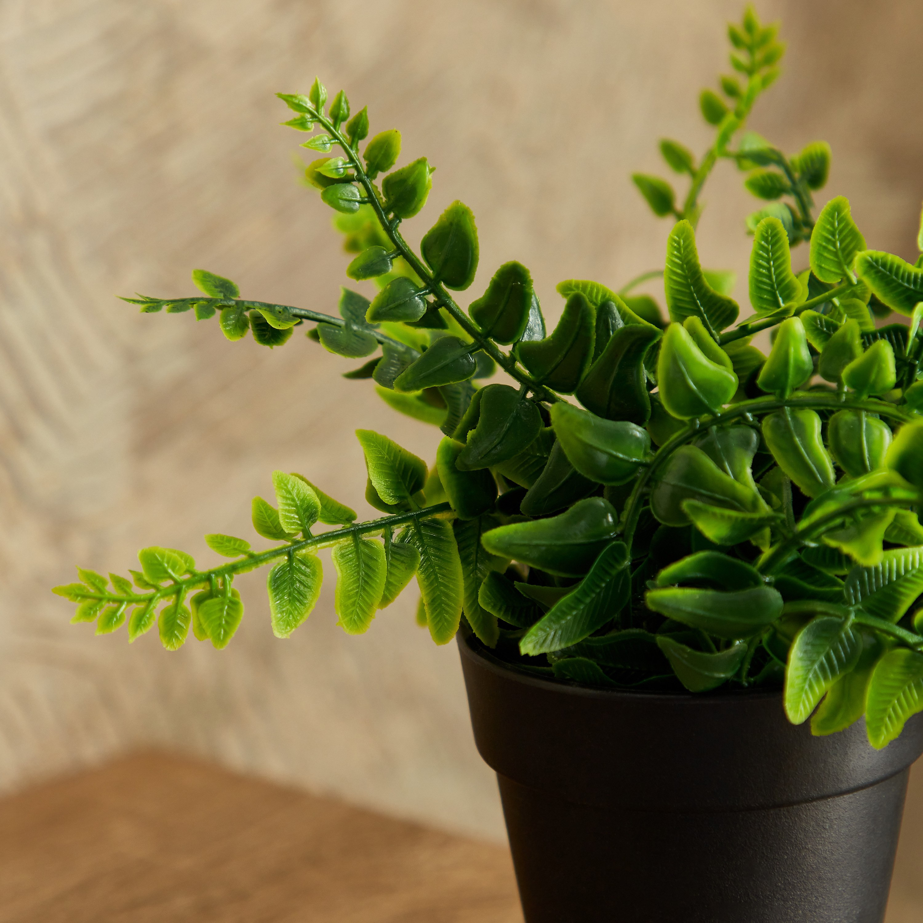 نبات صغير في وعاء من إيدنيك - 15 سم-hbxdecorandfurnishings-homeaccessories-artificialflowersandplants-image-2