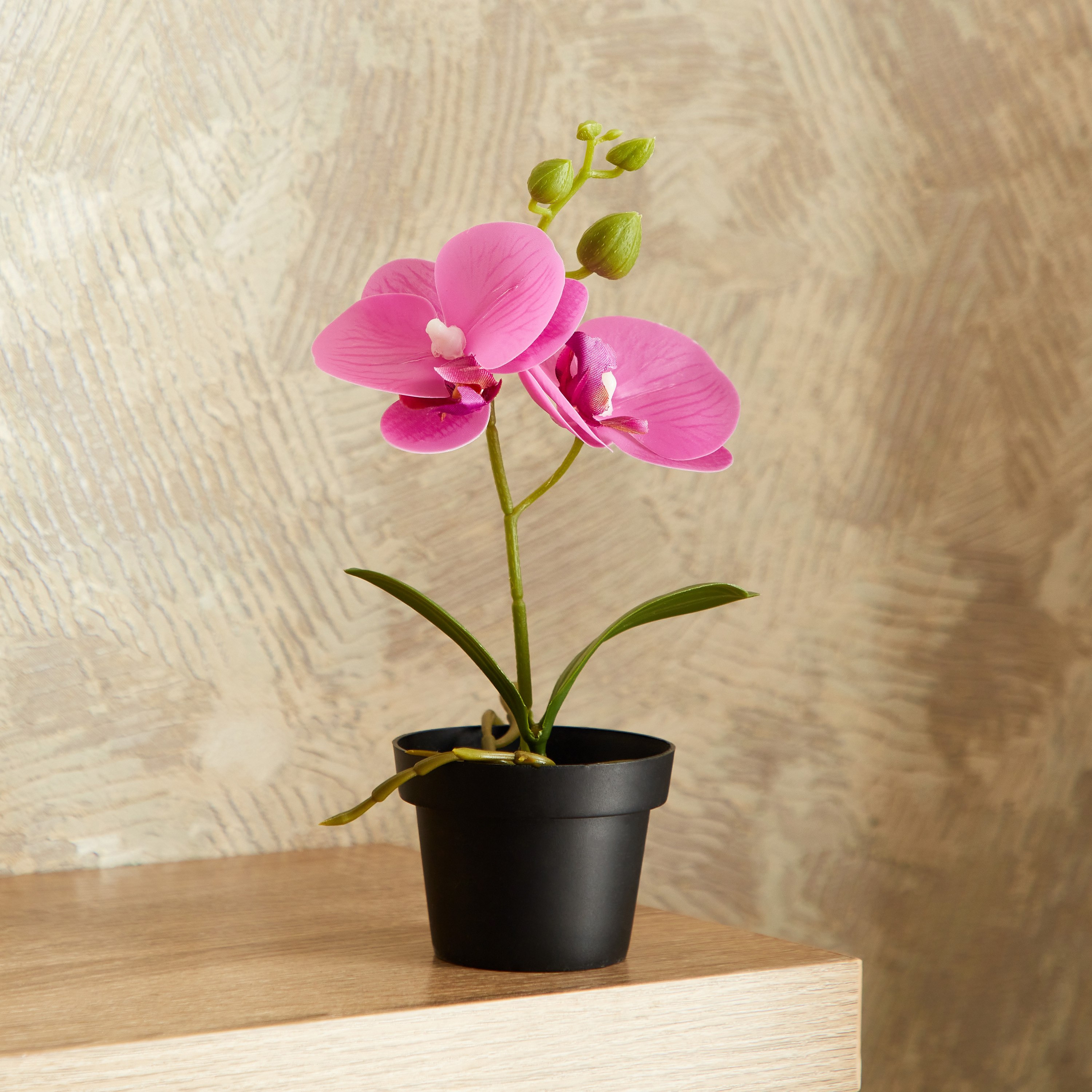 نبات أوركيد في إناء - إيدنيك - 25 سم-hbxdecorandfurnishings-homeaccessories-artificialflowersandplants-image-1