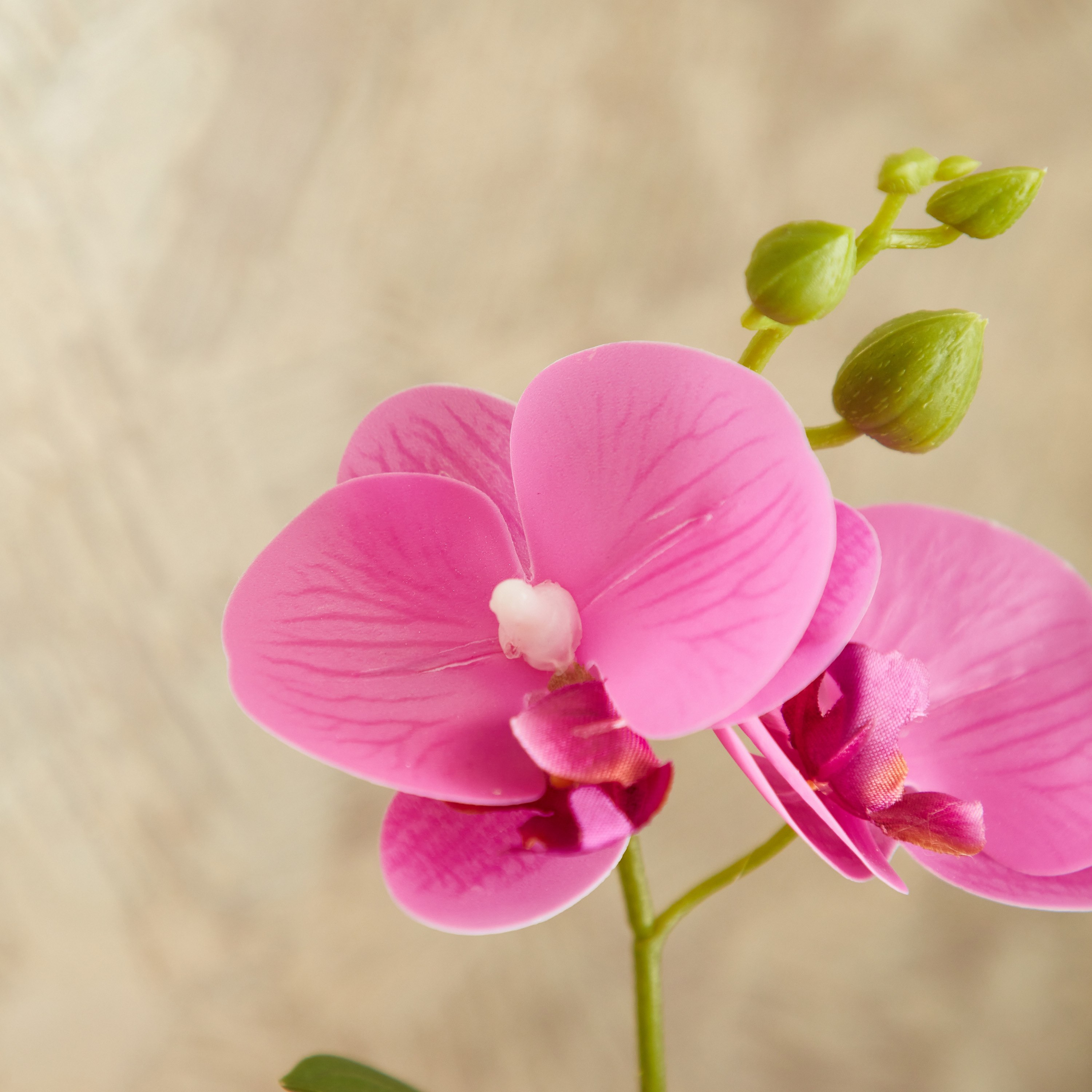 نبات أوركيد في إناء - إيدنيك - 25 سم-hbxdecorandfurnishings-homeaccessories-artificialflowersandplants-image-2
