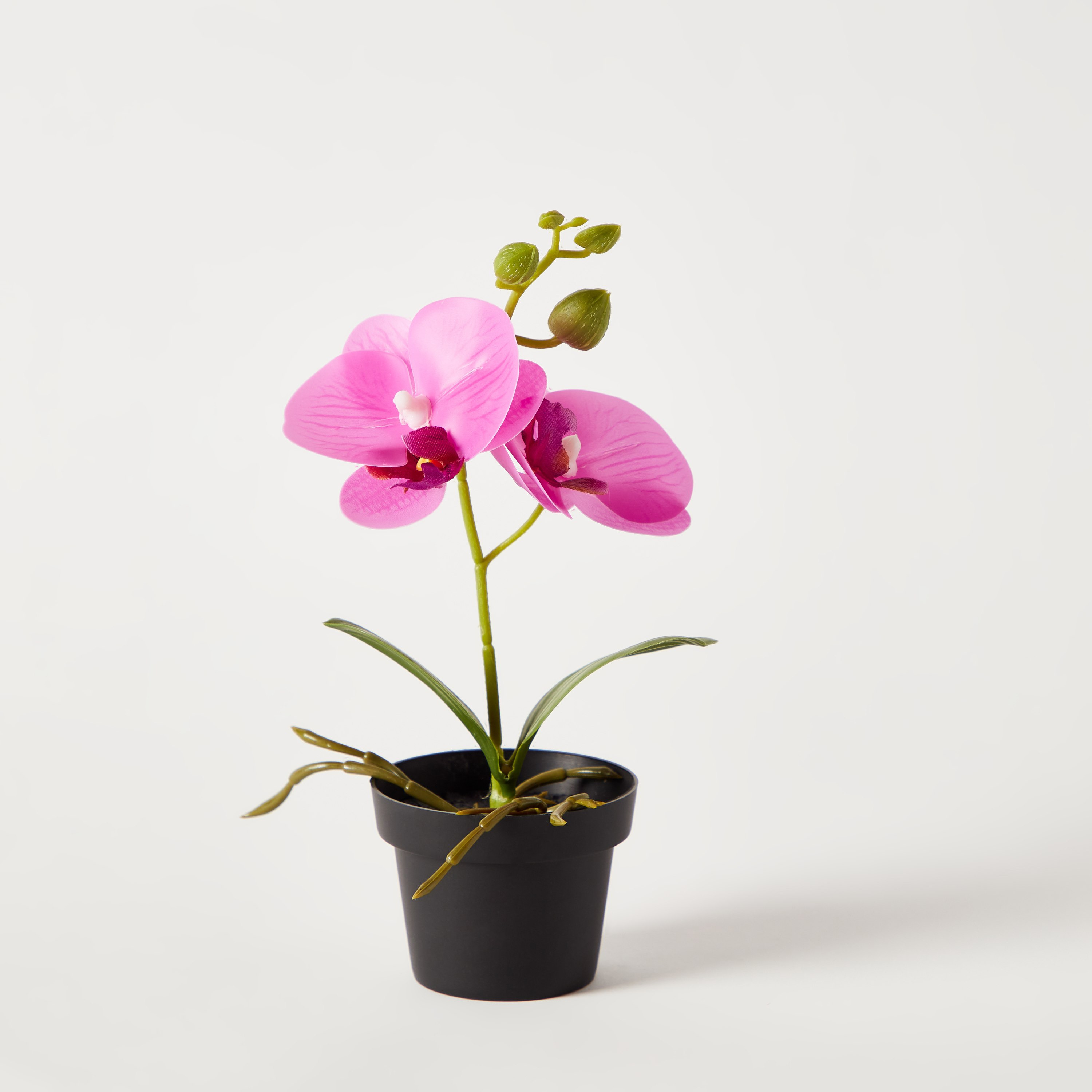 نبات أوركيد في إناء - إيدنيك - 25 سم-hbxdecorandfurnishings-homeaccessories-artificialflowersandplants-image-5