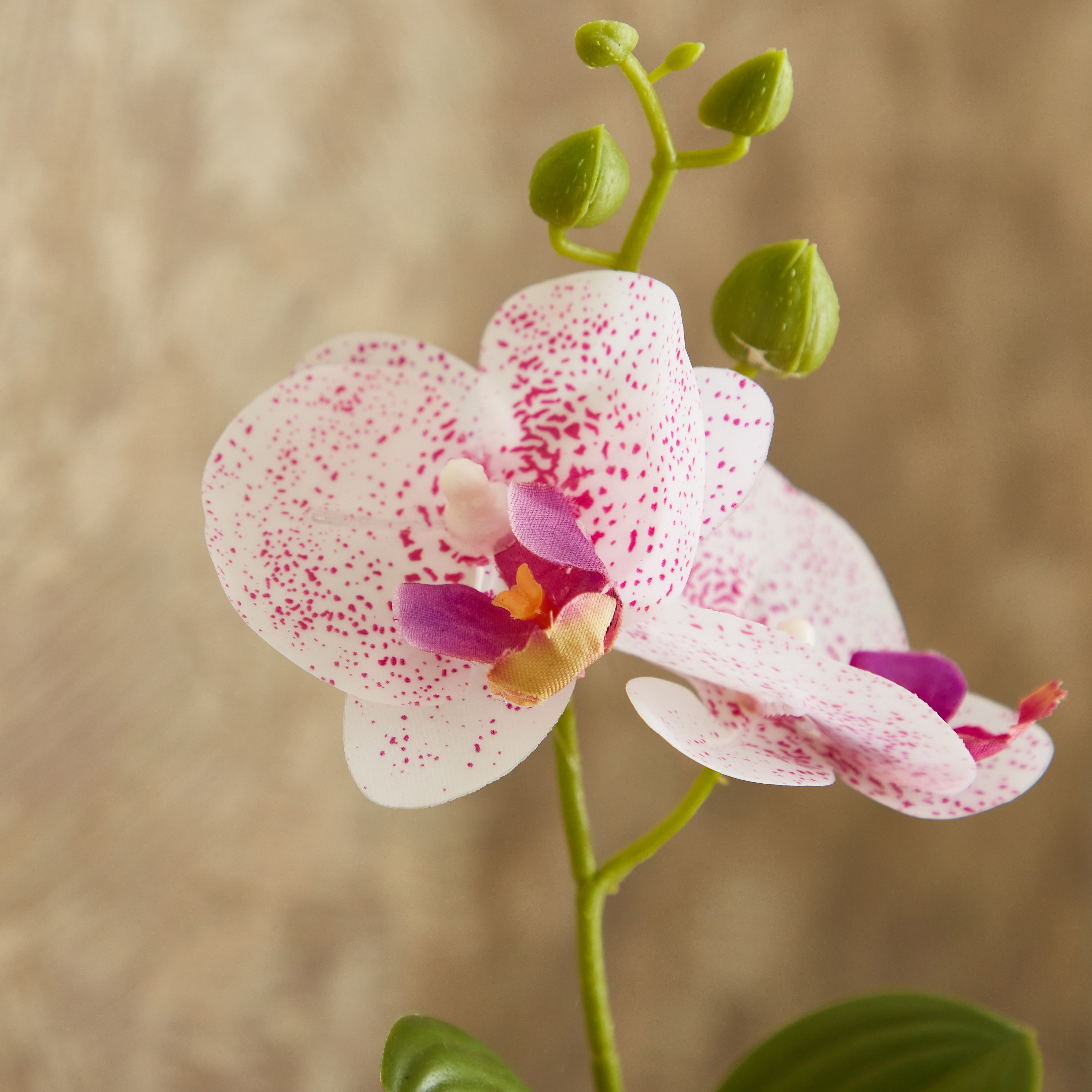 نبات أوركيد في إناء - إيدنيك - 25 سم-hbxdecorandfurnishings-homeaccessories-artificialflowersandplants-image-2