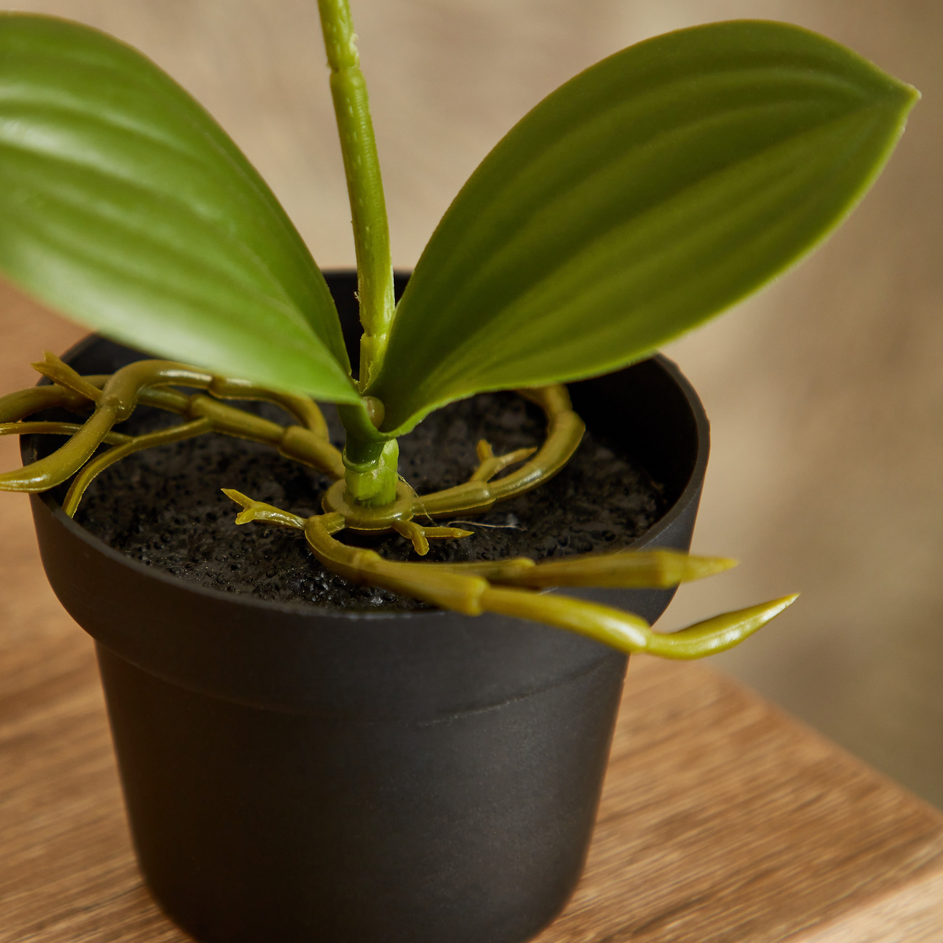 نبات أوركيد في إناء - إيدنيك - 25 سم-hbxdecorandfurnishings-homeaccessories-artificialflowersandplants-image-3