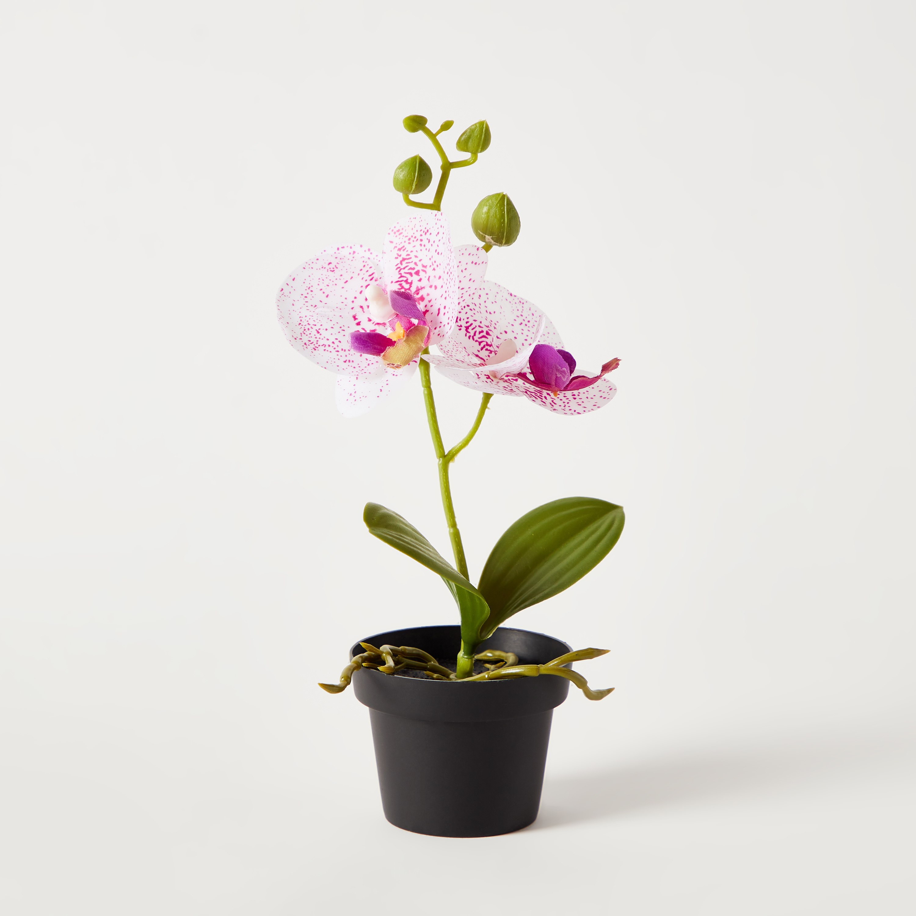 نبات أوركيد في إناء - إيدنيك - 25 سم-hbxdecorandfurnishings-homeaccessories-artificialflowersandplants-image-5