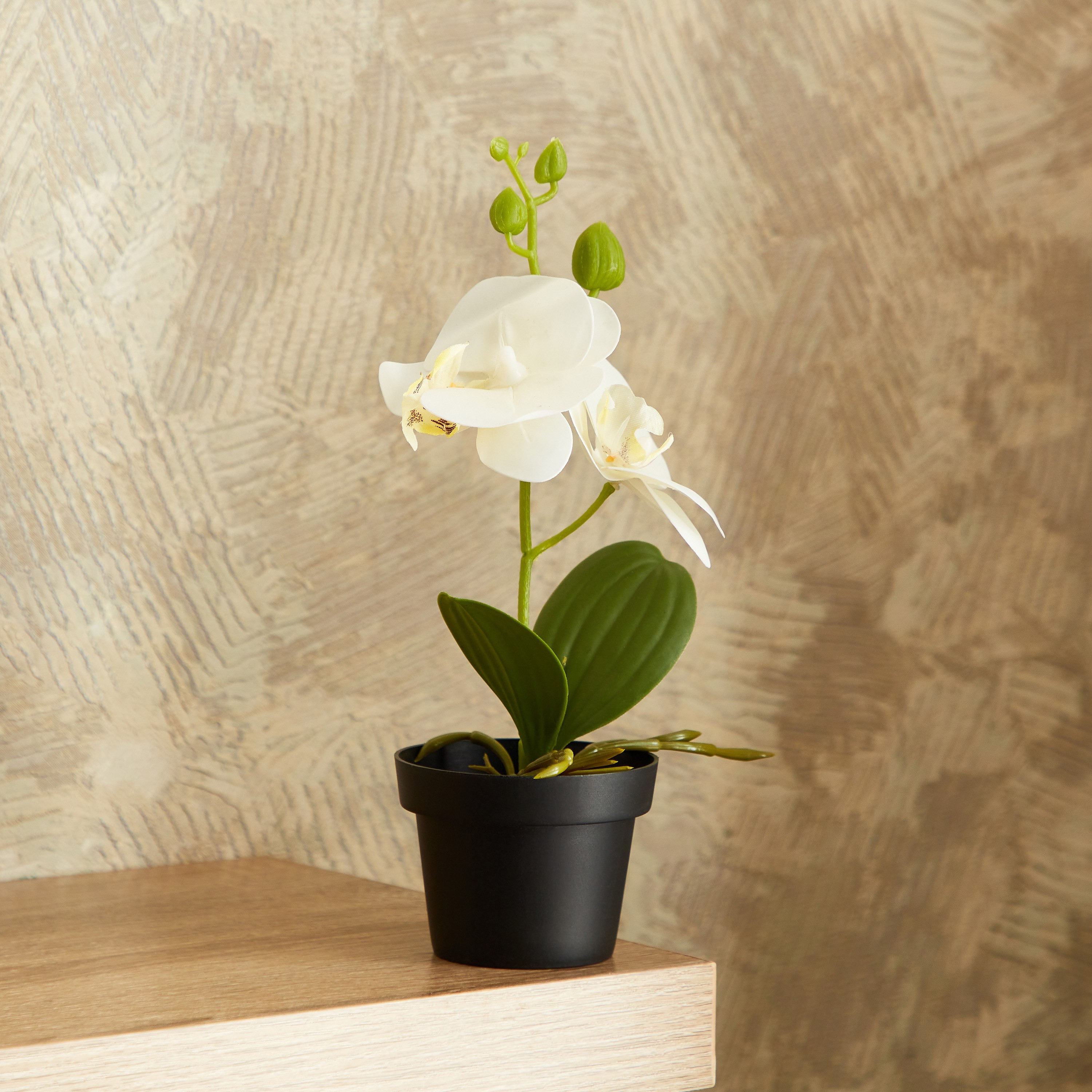 نبات أوركيد في إناء عاجي من إيدنيك - 25 سم-hbxdecorandfurnishings-homeaccessories-artificialflowersandplants-image-1