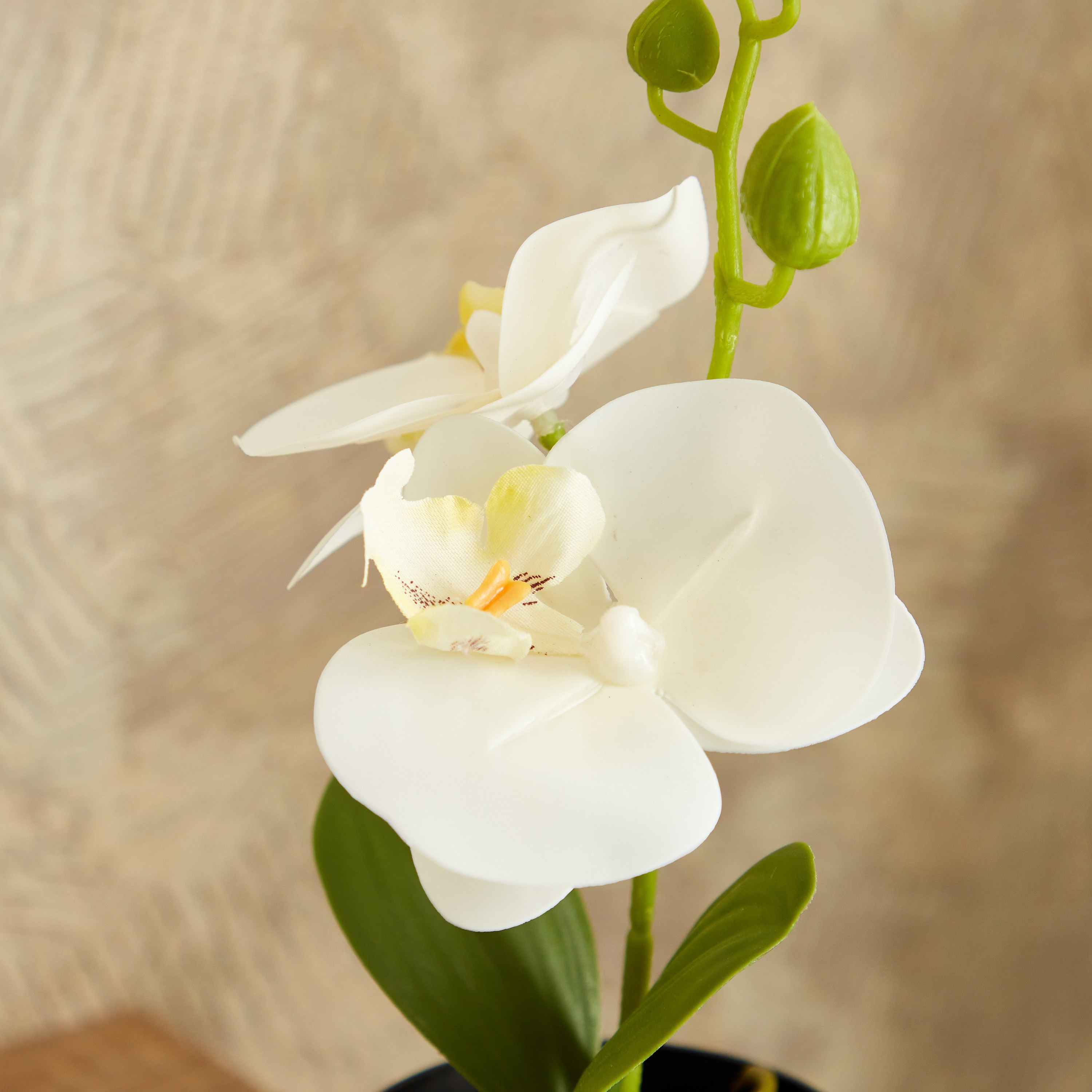 نبات أوركيد في إناء عاجي من إيدنيك - 25 سم-hbxdecorandfurnishings-homeaccessories-artificialflowersandplants-image-2