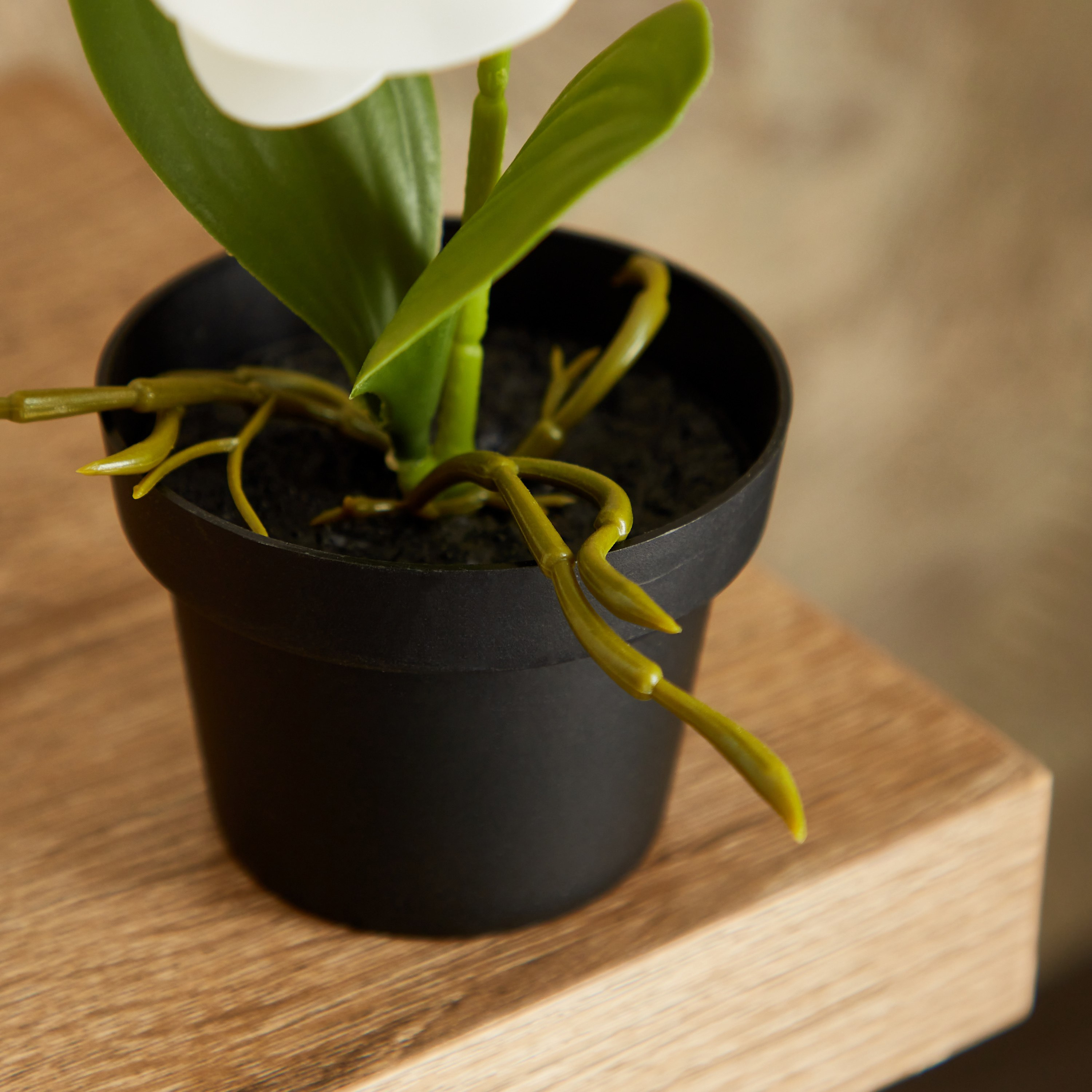نبات أوركيد في إناء عاجي من إيدنيك - 25 سم-hbxdecorandfurnishings-homeaccessories-artificialflowersandplants-image-3