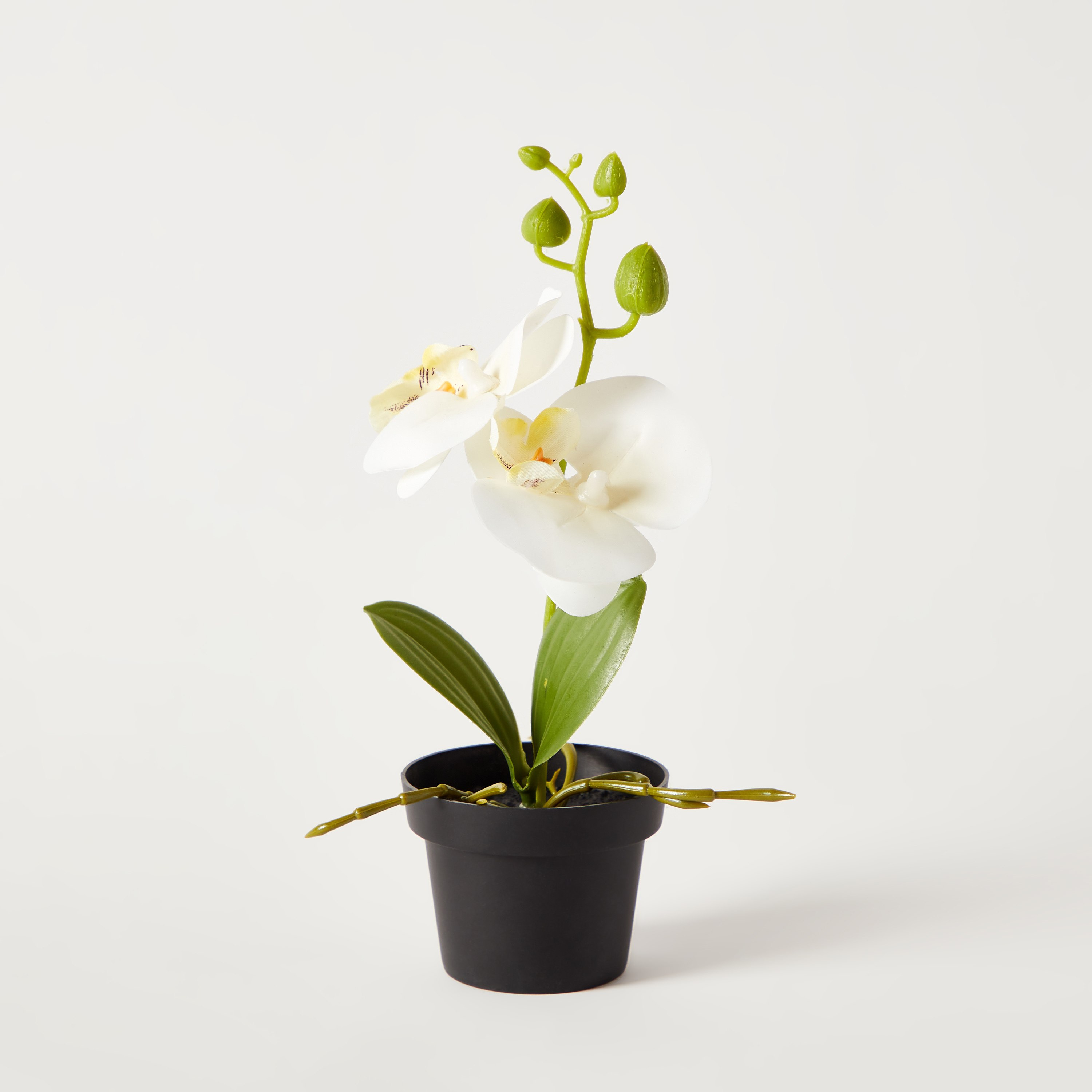 نبات أوركيد في إناء عاجي من إيدنيك - 25 سم-hbxdecorandfurnishings-homeaccessories-artificialflowersandplants-image-5