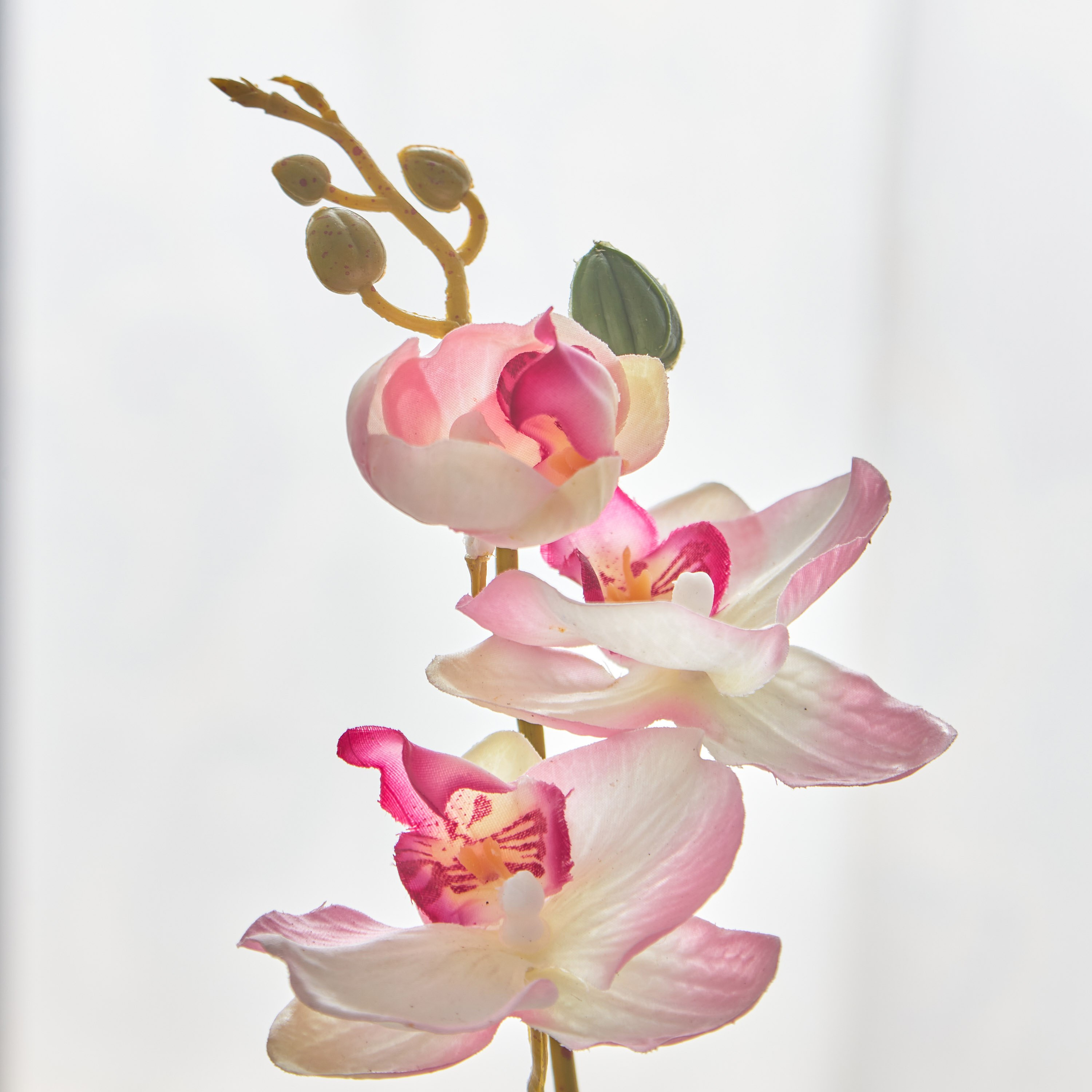 أزهار أوركيد في إناء زرع سيراميك من أليسا - 30 سم-hbxdecorandfurnishings-homeaccessories-artificialflowersandplants-image-2