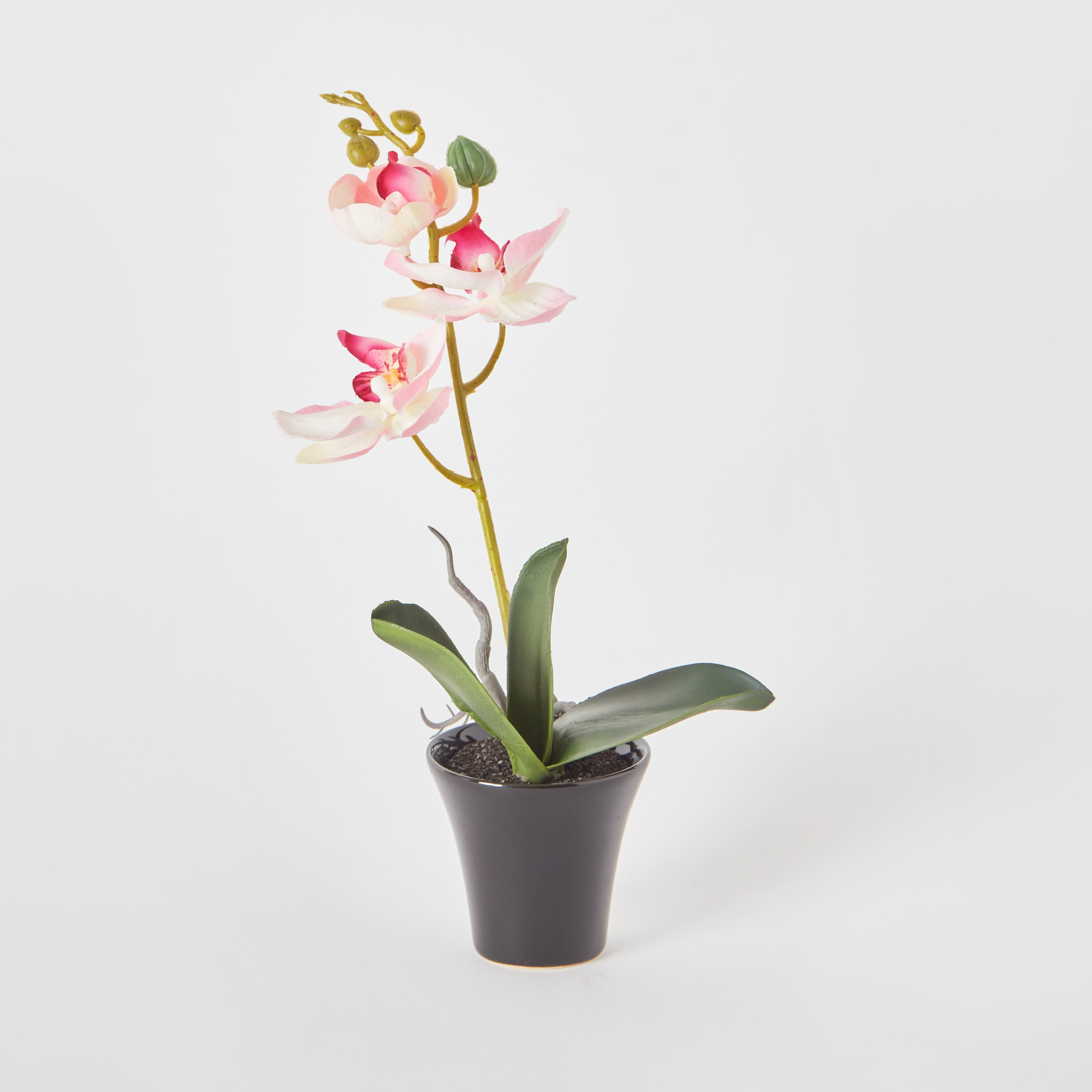 أزهار أوركيد في إناء زرع سيراميك من أليسا - 30 سم-hbxdecorandfurnishings-homeaccessories-artificialflowersandplants-image-5