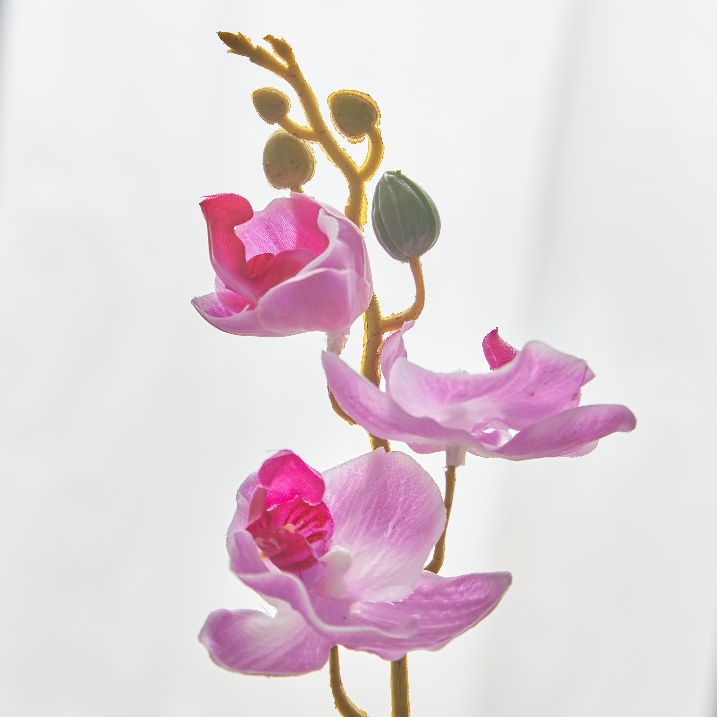 أزهار أوركيد في إناء زرع سيراميك من أليسا - 30 سم-hbxdecorandfurnishings-homeaccessories-artificialflowersandplants-image-2
