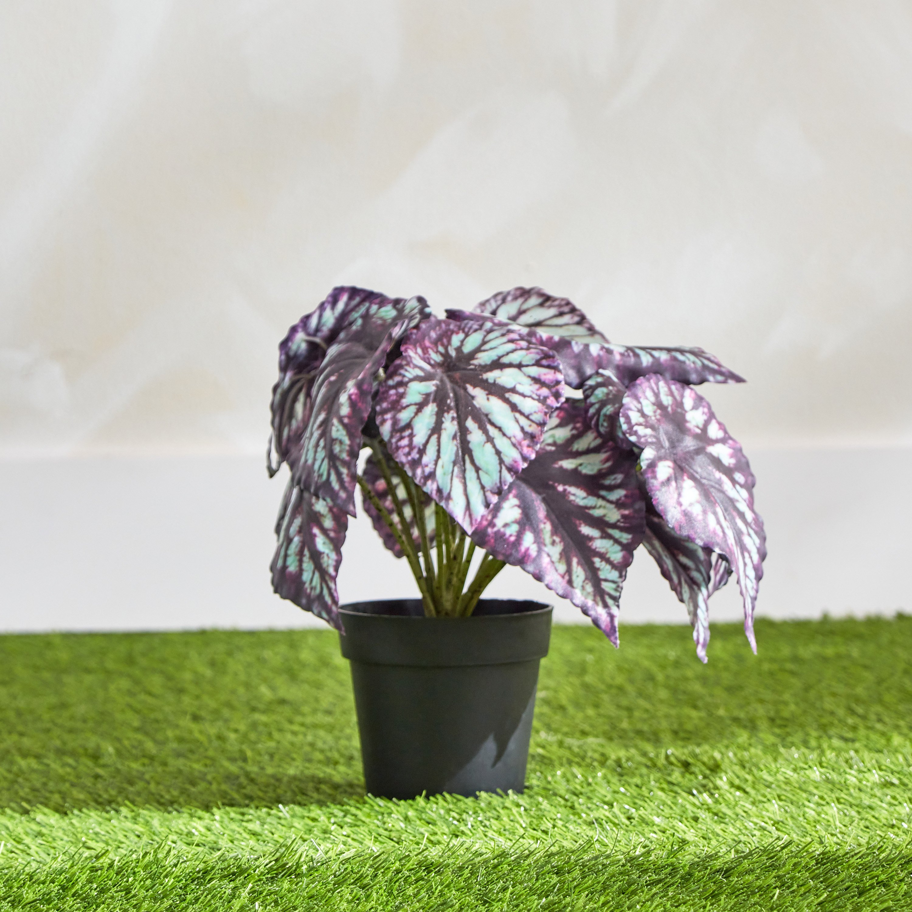 Clarey Begonia Varegated Plant with Pot - 23 cm-hbxhomeware-hbxdecorandfurnishings-image-1