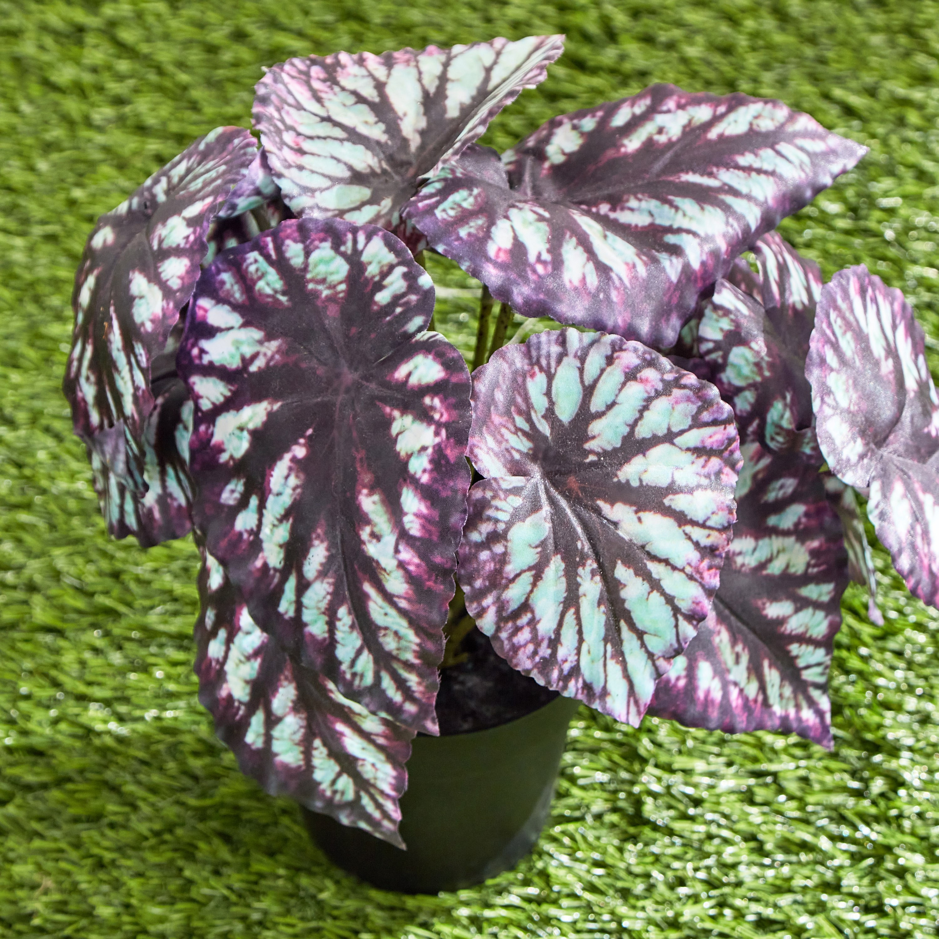 Clarey Begonia Varegated Plant with Pot - 23 cm-hbxhomeware-hbxdecorandfurnishings-image-2