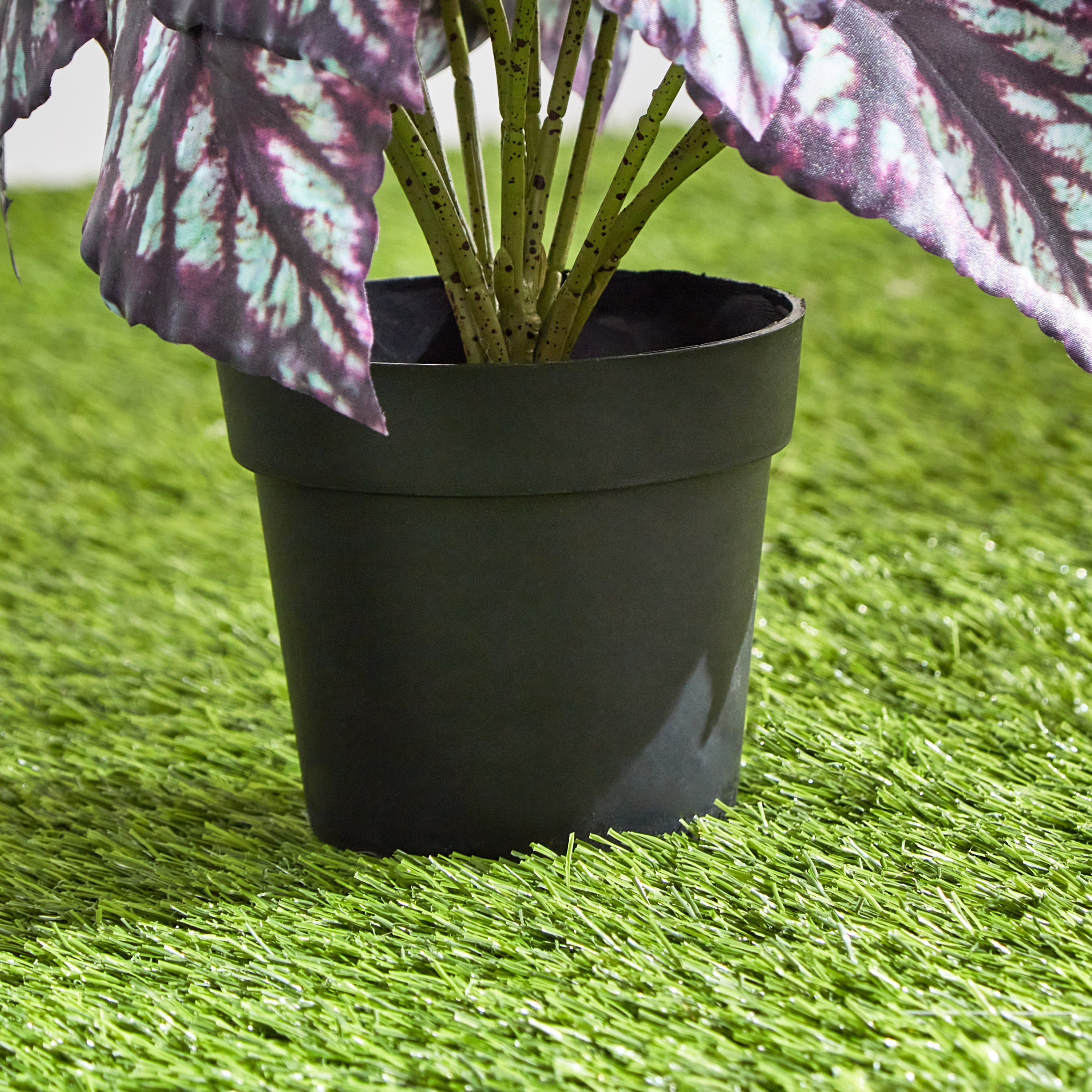 Clarey Begonia Varegated Plant with Pot - 23 cm-hbxhomeware-hbxdecorandfurnishings-image-3