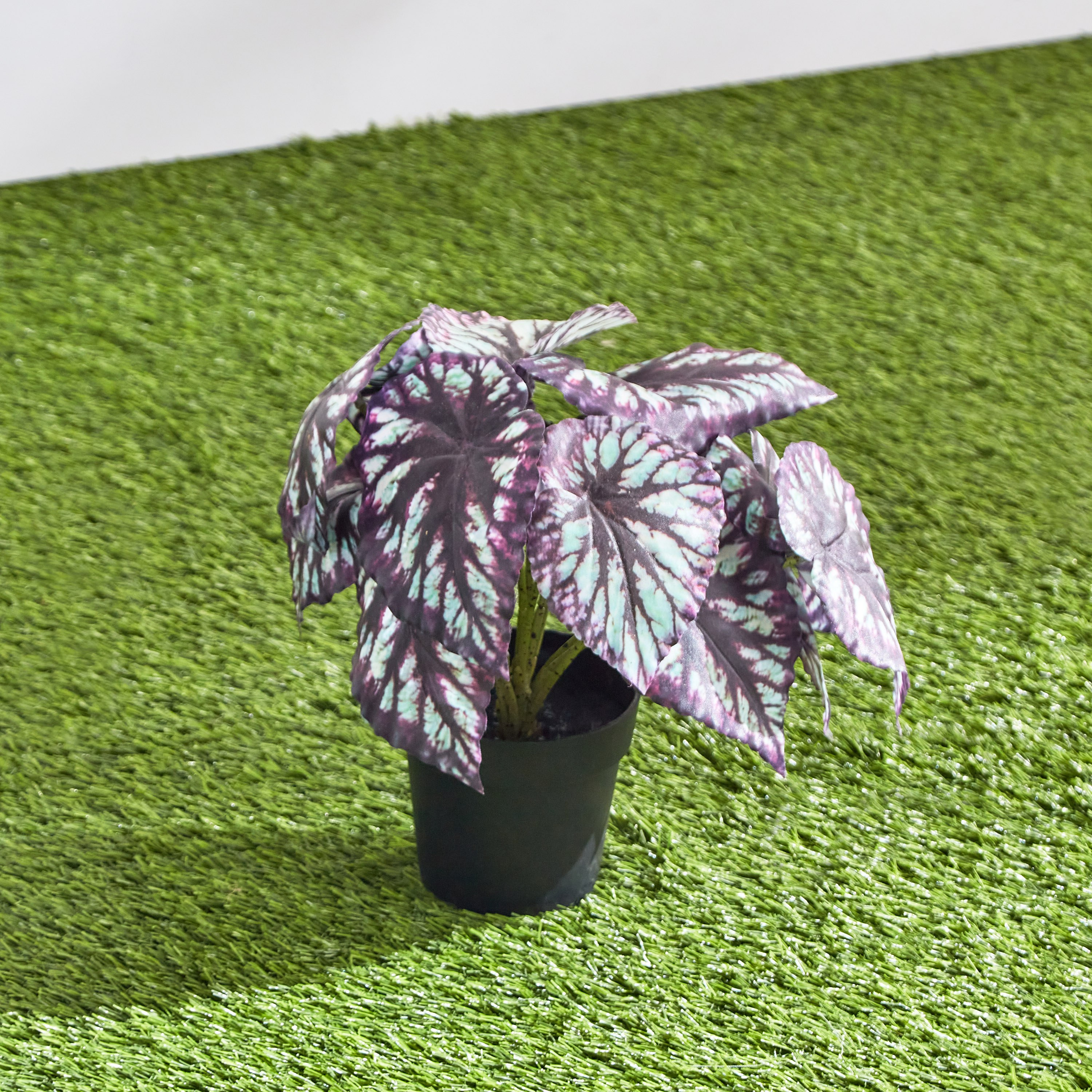 Clarey Begonia Varegated Plant with Pot - 23 cm-hbxhomeware-hbxdecorandfurnishings-image-4
