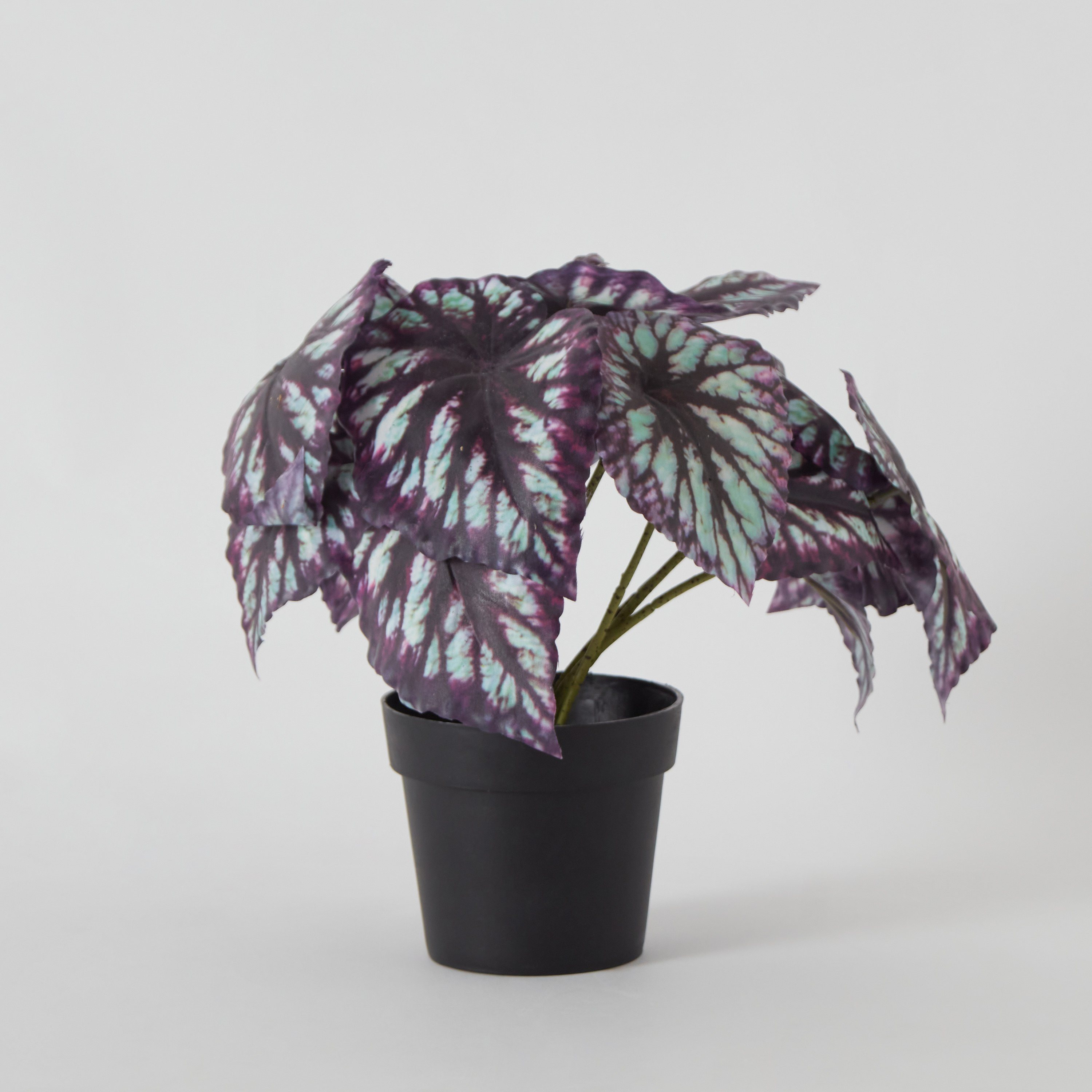 Clarey Begonia Varegated Plant with Pot - 23 cm-hbxhomeware-hbxdecorandfurnishings-image-6