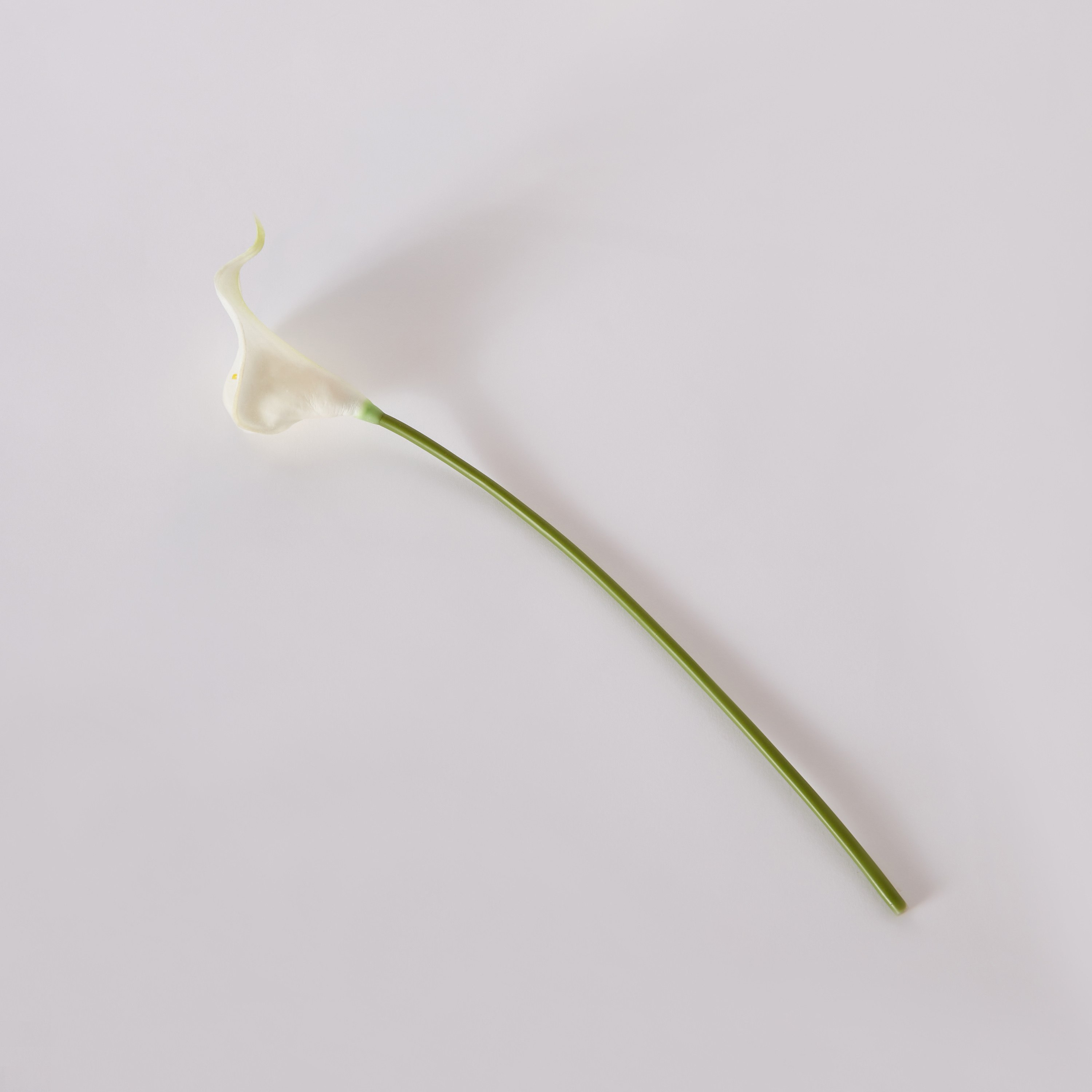 جذع زهرة ليلي كالا من آريا - 36 سم-hbxdecorandfurnishings-homeaccessories-artificialflowersandplants-image-5
