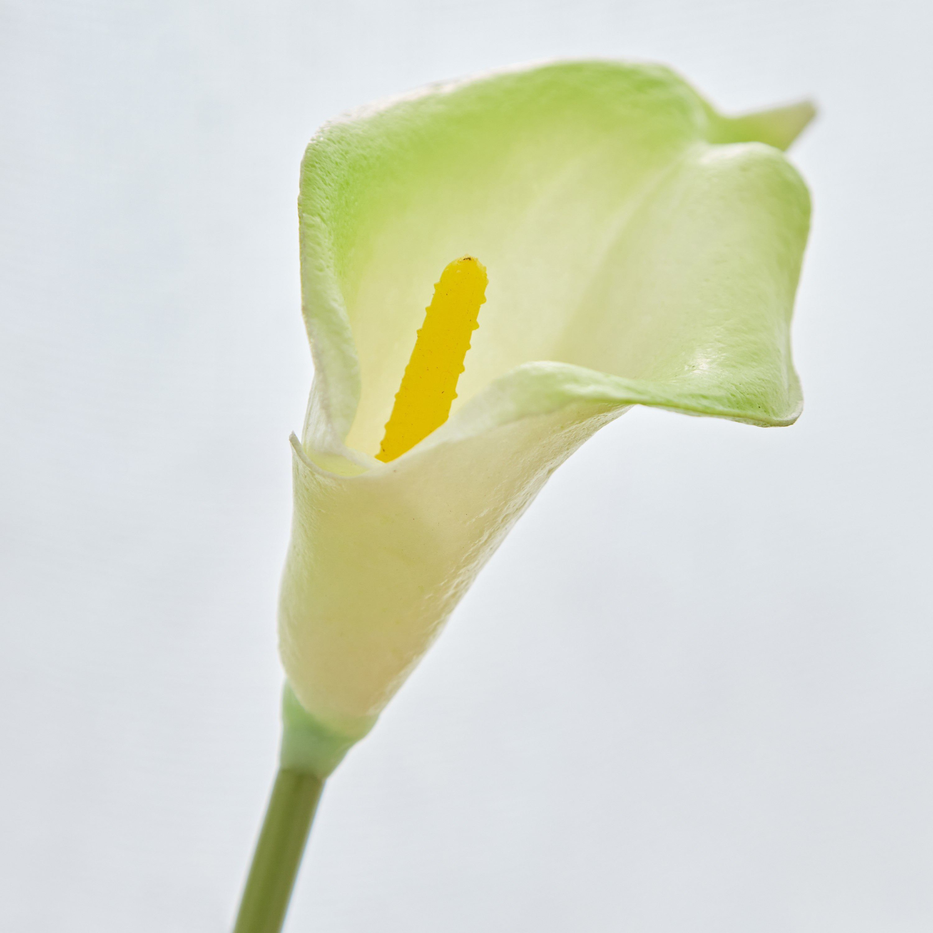 جذع زهرة ليلي كالا من آريا - 36 سم-hbxdecorandfurnishings-homeaccessories-artificialflowersandplants-image-3
