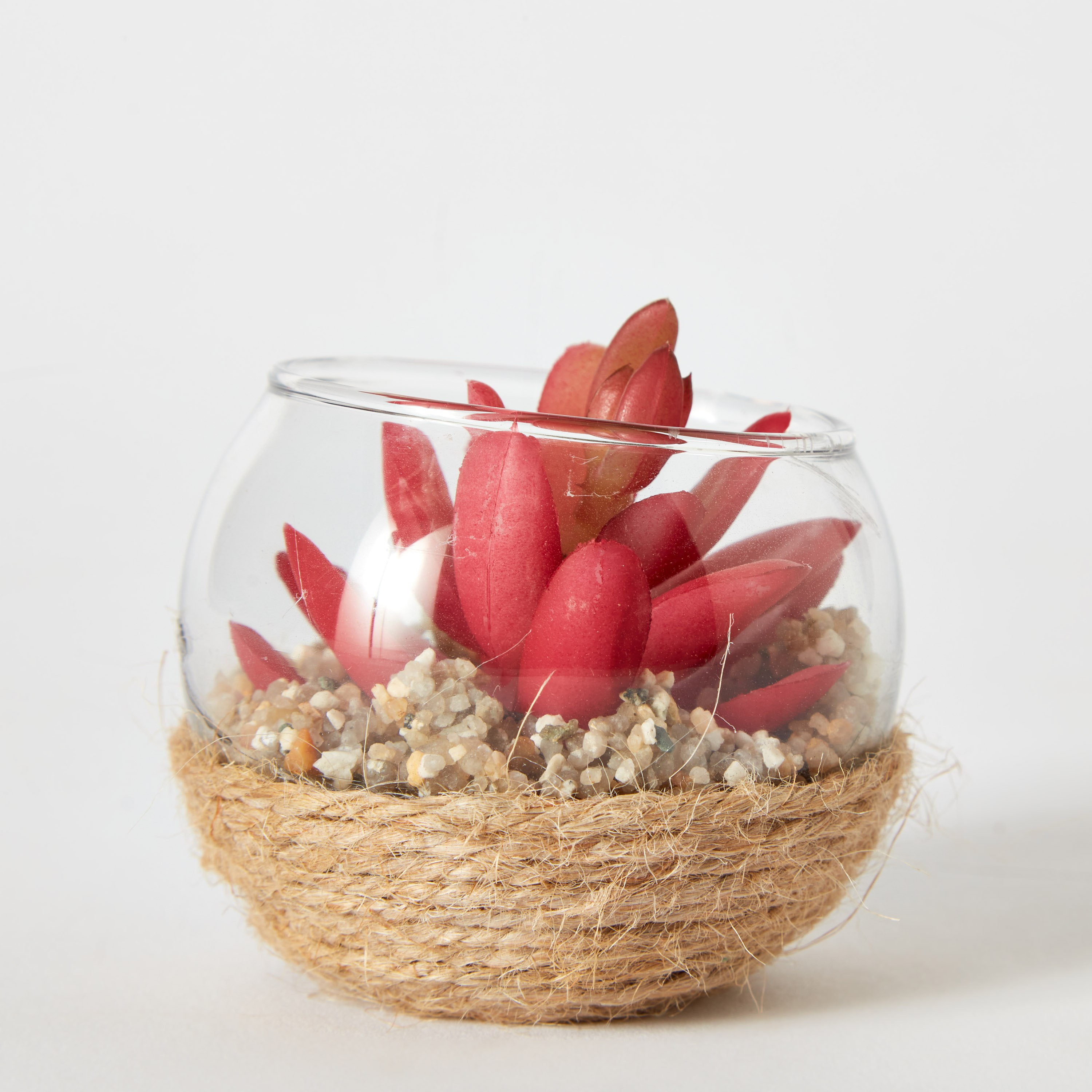 نبات ديستان صغير - 7x5 سم-hbxdecorandfurnishings-homeaccessories-artificialflowersandplants-image-5
