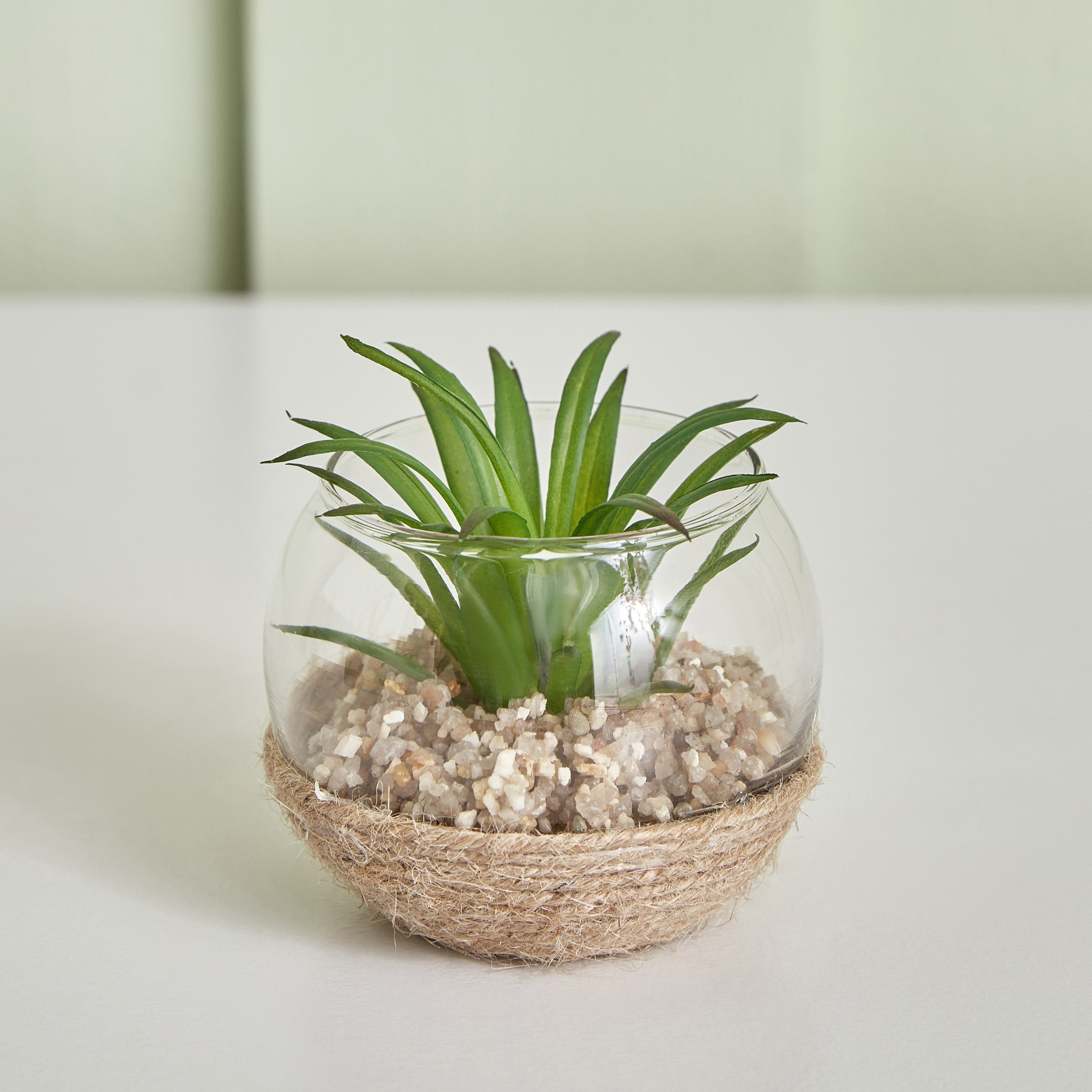 نبات صغير من ديستان - 7x5 سم-hbxdecorandfurnishings-homeaccessories-artificialflowersandplants-image-1
