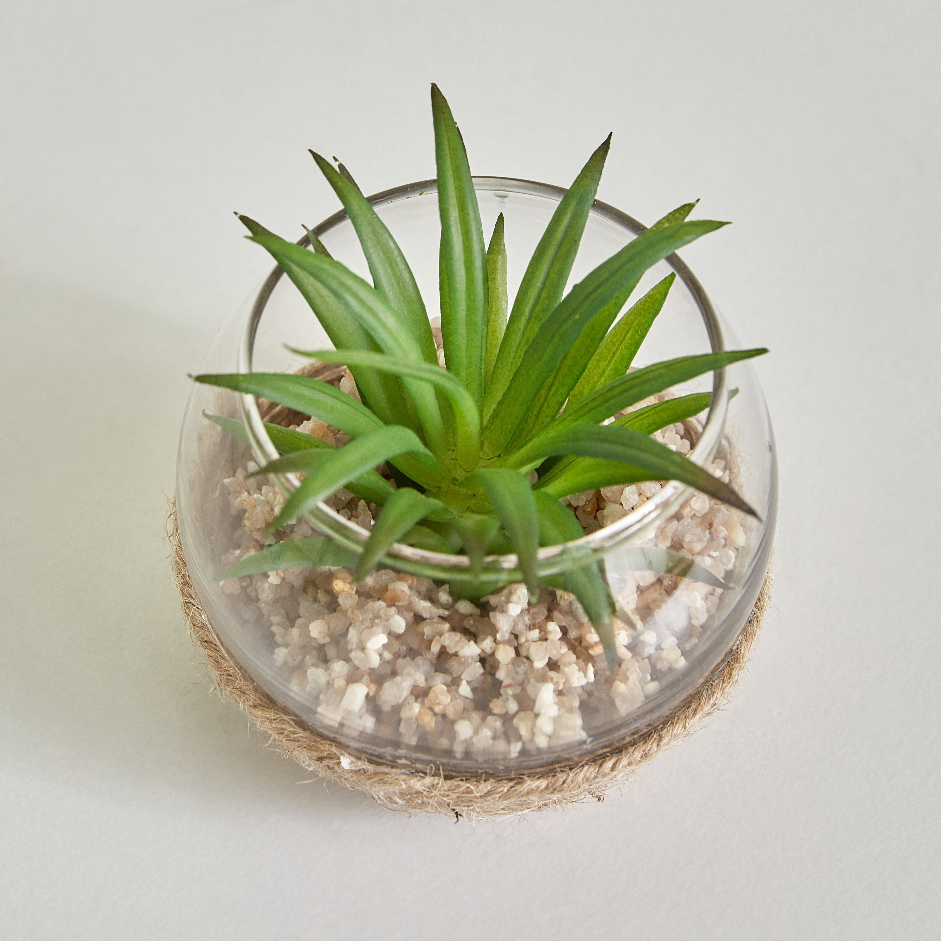 نبات صغير من ديستان - 7x5 سم-hbxdecorandfurnishings-homeaccessories-artificialflowersandplants-image-2