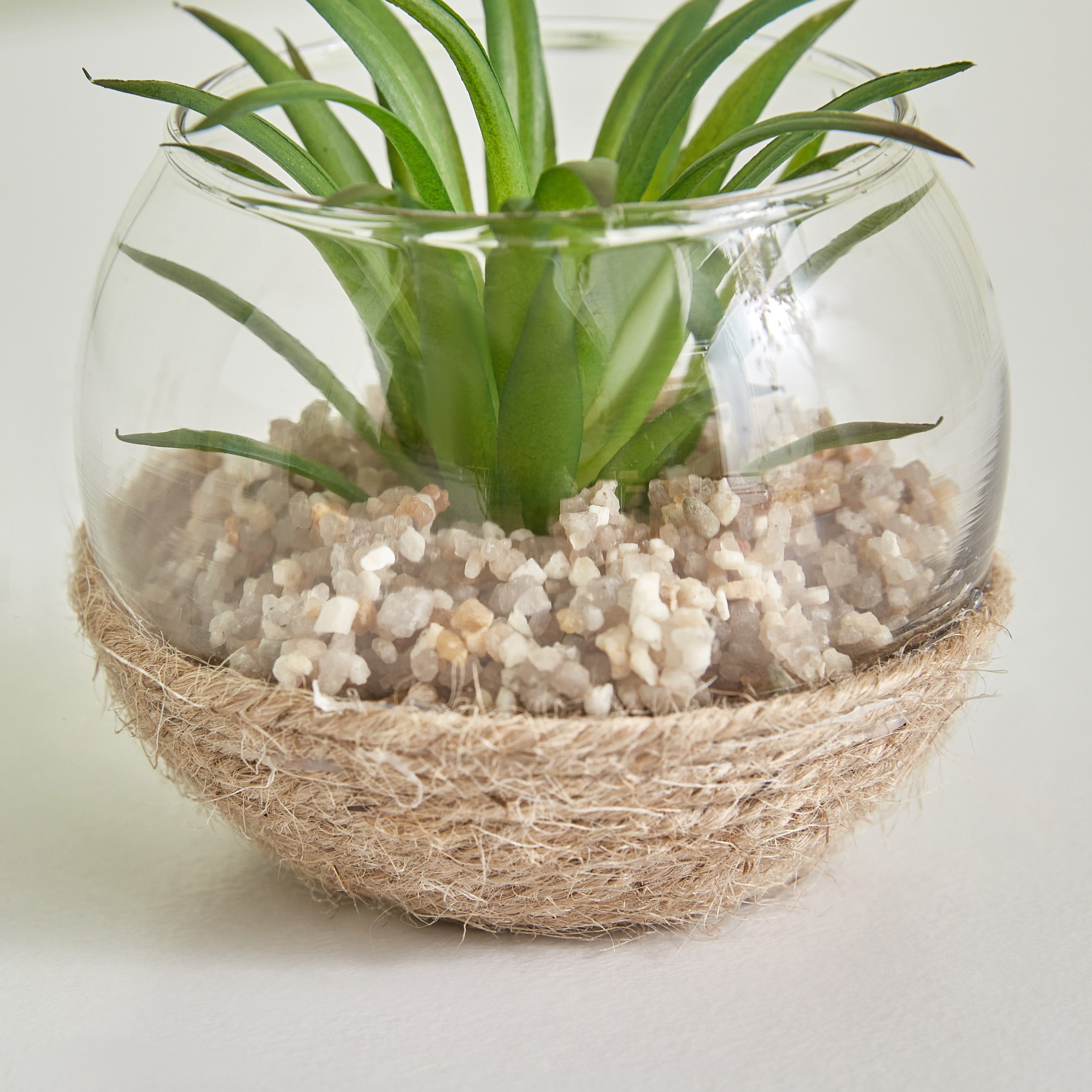 نبات صغير من ديستان - 7x5 سم-hbxdecorandfurnishings-homeaccessories-artificialflowersandplants-image-3