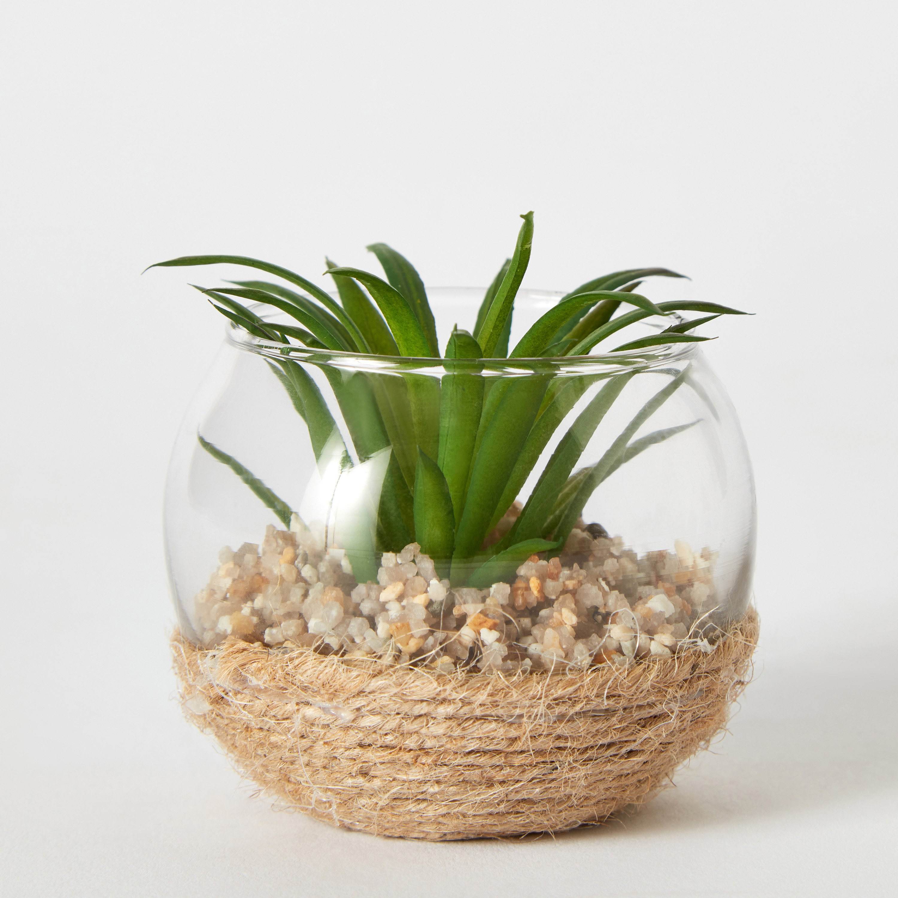 نبات صغير من ديستان - 7x5 سم-hbxdecorandfurnishings-homeaccessories-artificialflowersandplants-image-5
