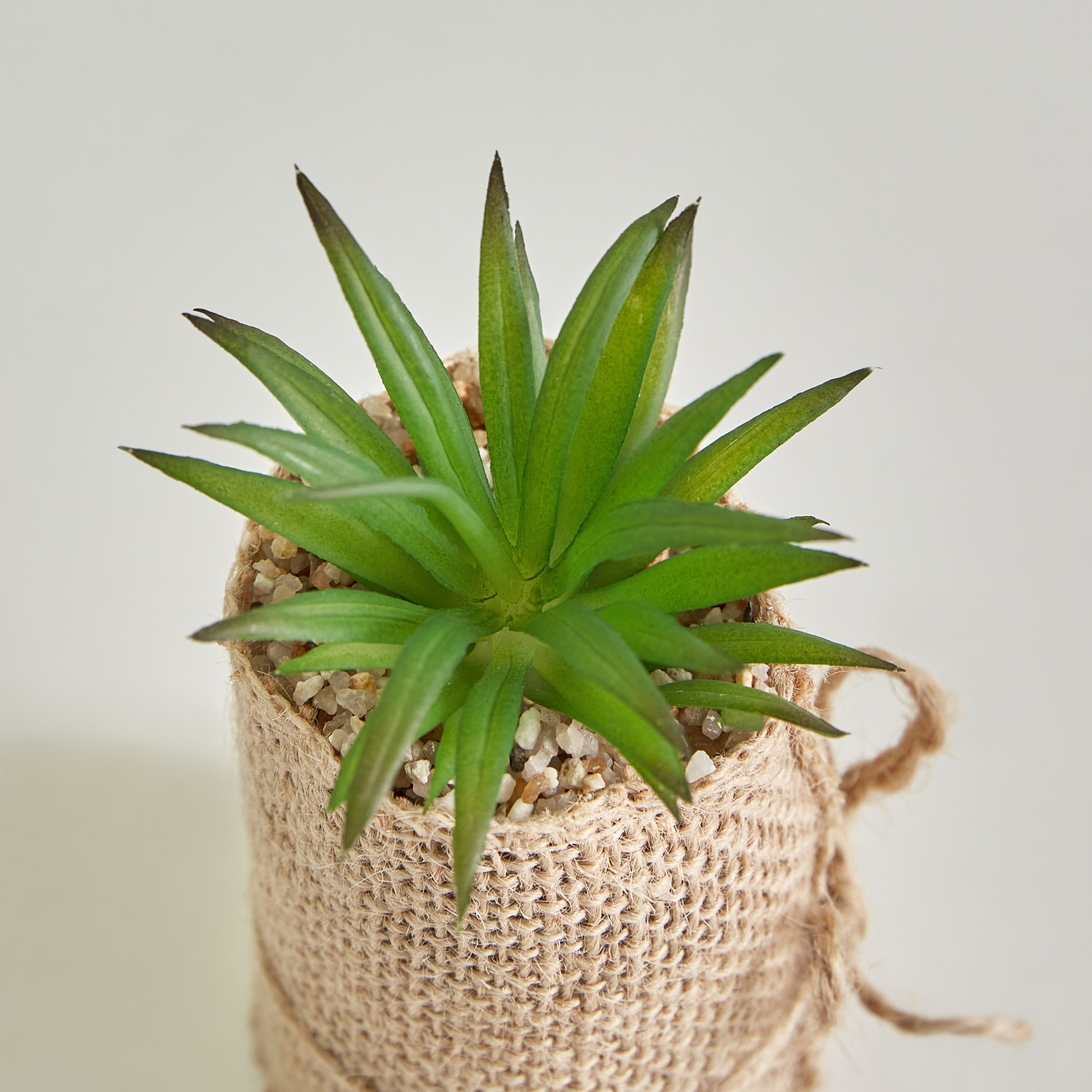 Destan Succulent Plant with Jute Pot - 5x8 cm-hbxdecorandfurnishings-homeaccessories-artificialflowersandplants-image-2