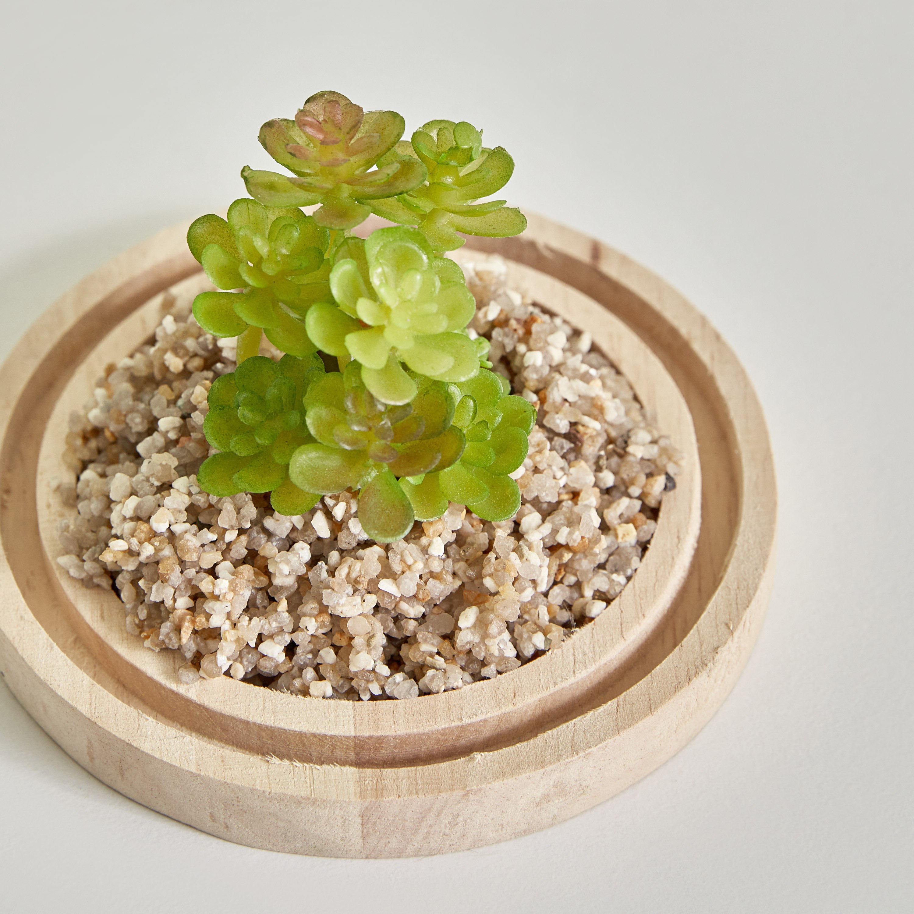 Destan Succulent Plant in Glass Dome and Wooden Base - 9x14.5 cm-hbxdecorandfurnishings-homeaccessories-artificialflowersandplants-image-3