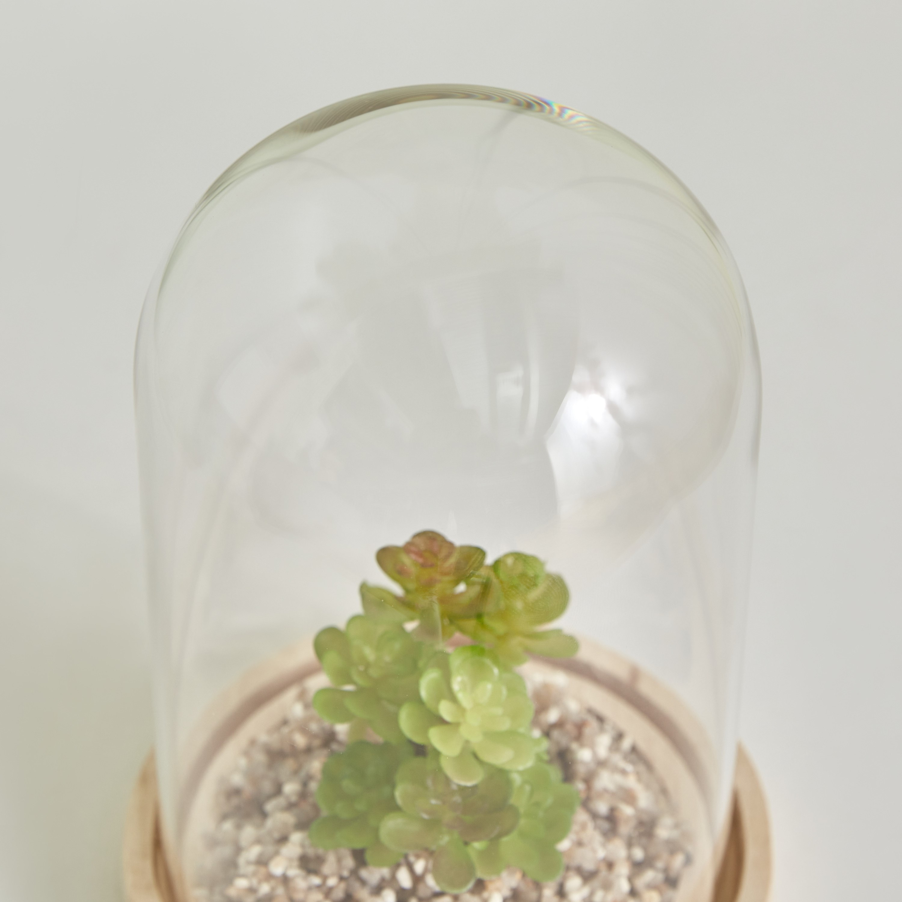 Destan Succulent Plant in Glass Dome and Wooden Base - 9x14.5 cm-hbxdecorandfurnishings-homeaccessories-artificialflowersandplants-image-4