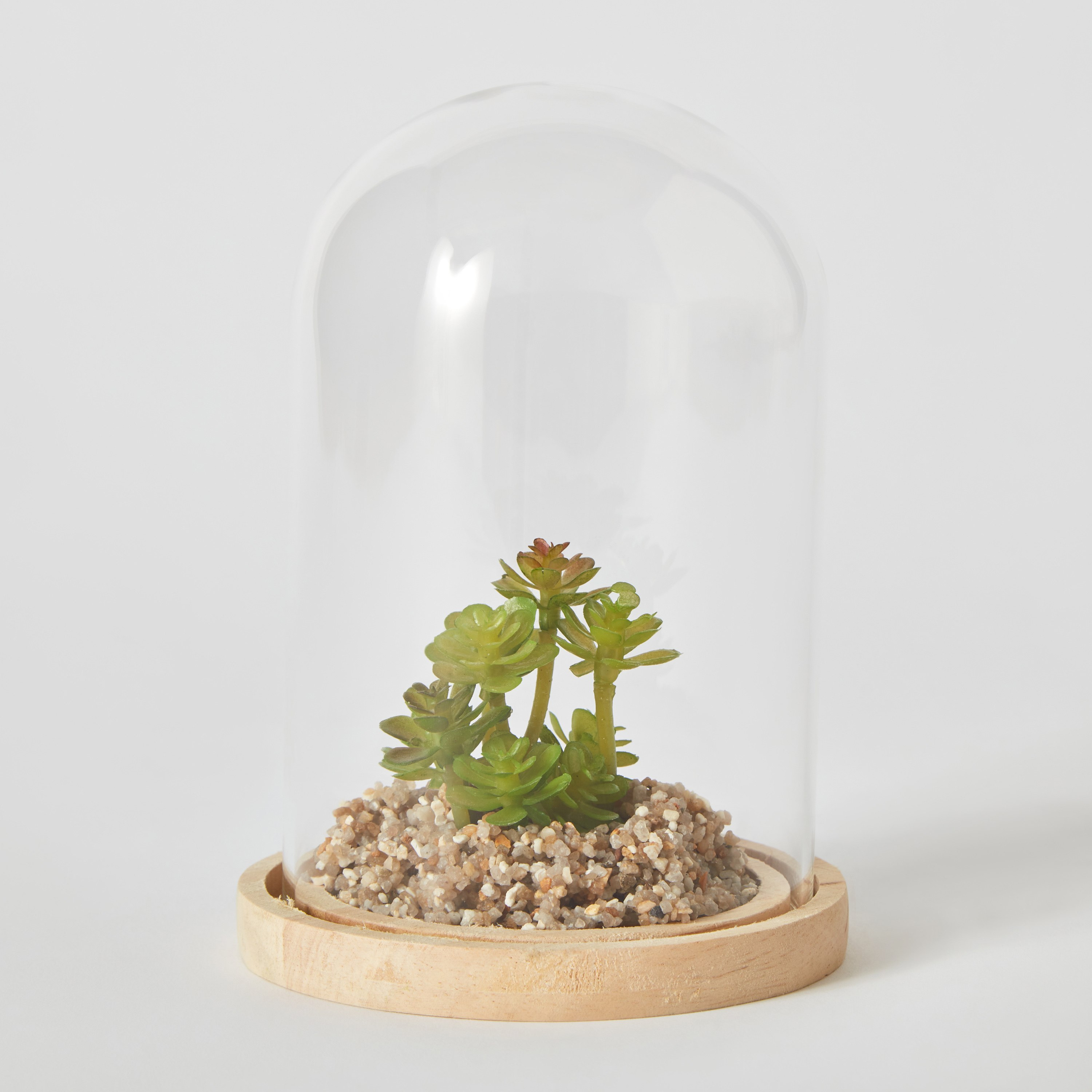 Destan Succulent Plant in Glass Dome and Wooden Base - 9x14.5 cm-hbxdecorandfurnishings-homeaccessories-artificialflowersandplants-image-6