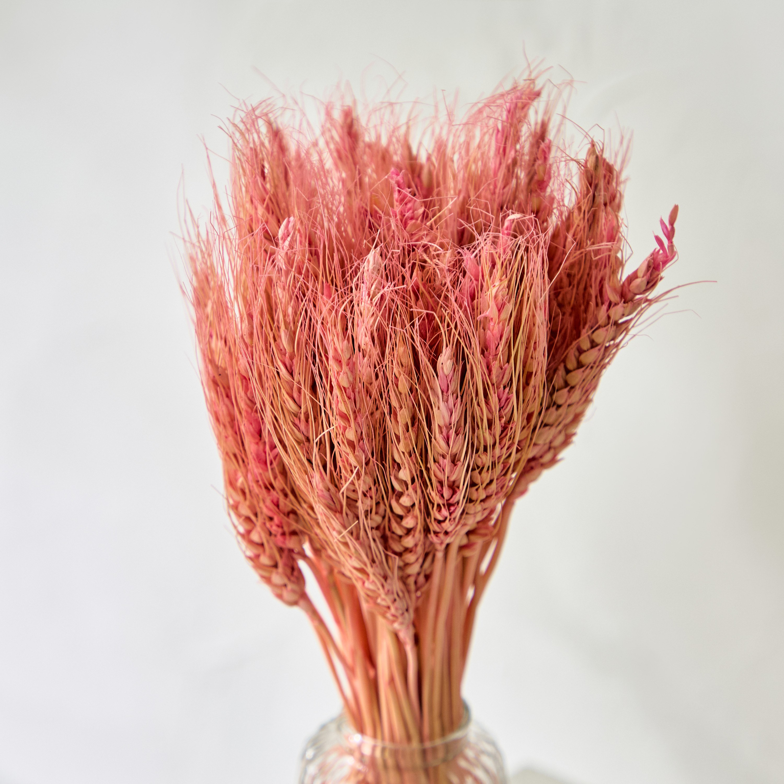 باقة عشب قمح مجففة في قارورة زجاج من ميدلي - 35 سم-hbxdecorandfurnishings-homeaccessories-artificialflowersandplants-image-2