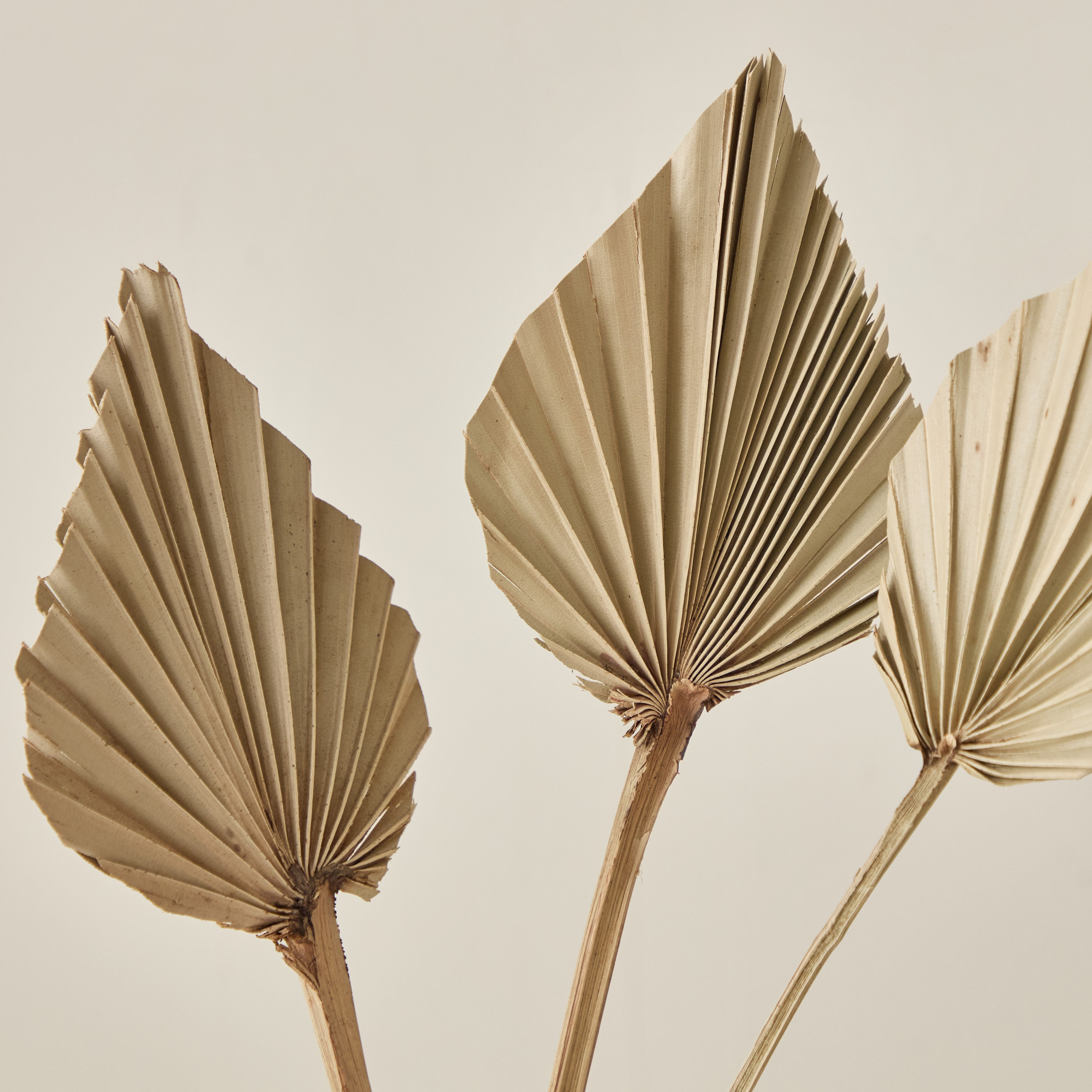 طقم 3 قطع سعف نخيل من ميدلي - 50 سم-hbxdecorandfurnishings-homeaccessories-artificialflowersandplants-image-2