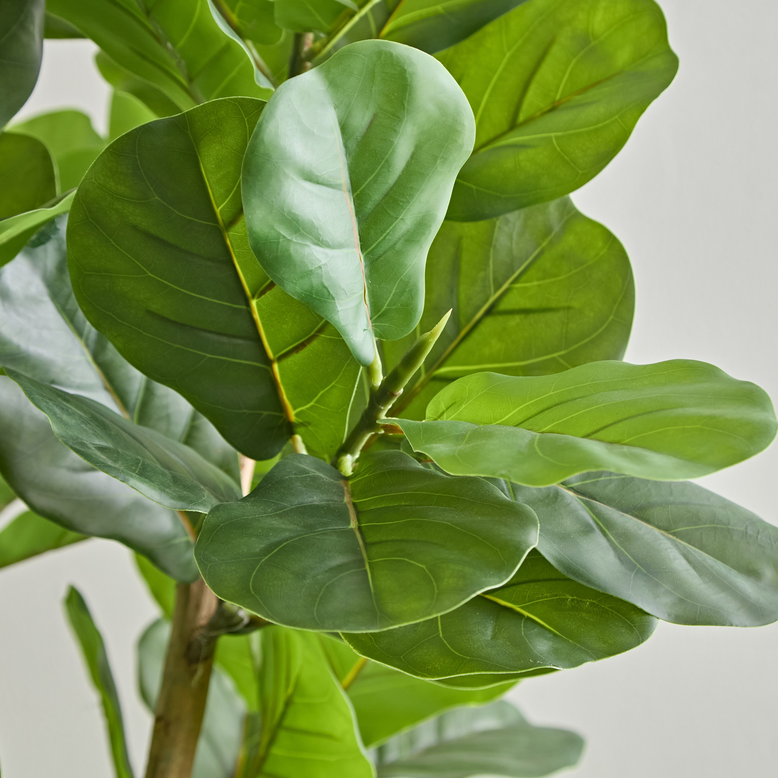 شجرة أوراق الكمان الصناعية من تيودور- 180 سم-hbxdecorandfurnishings-homeaccessories-artificialflowersandplants-image-2